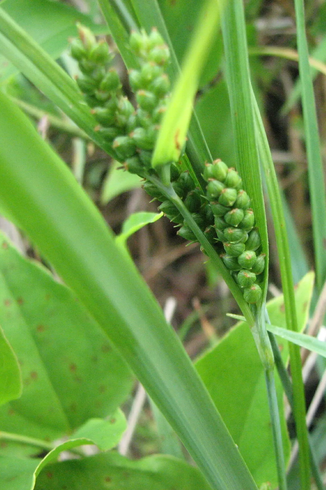 Blue Sedge (Carex Flacca) — Ideal for ground cover, borders, and underplanting; low maintenance with minimal fertilization needs