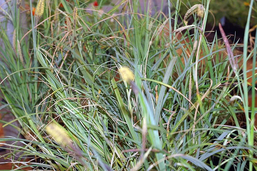 Blue Sedge (Carex Flacca) — this sedge is relatively low-maintenance