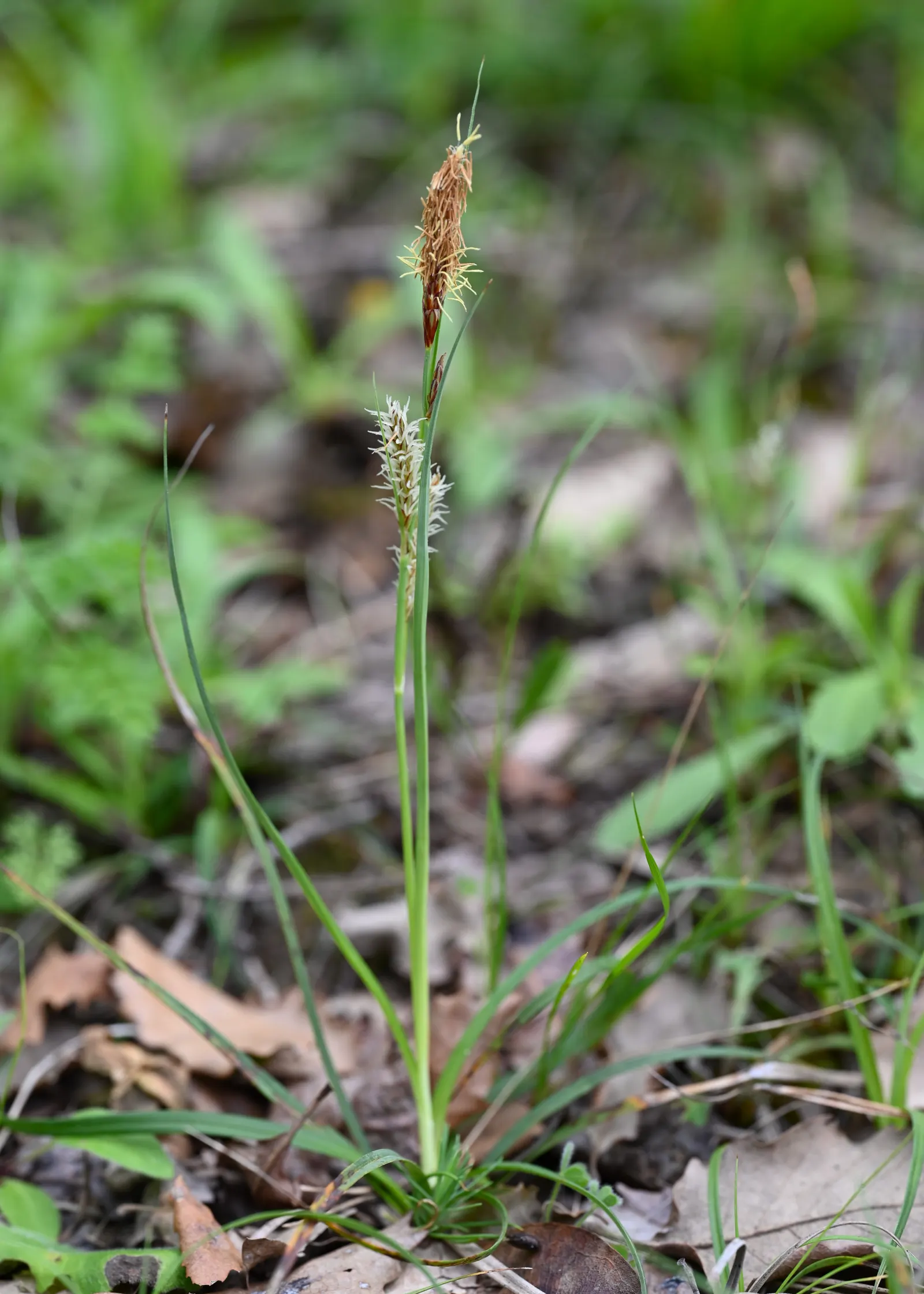 Blue Sedge (Carex Flacca) — Growing to a height of 6-12 inches with a similar spread, it thrives in USDA zones 4-9; blue Sedge adapts well to a, image 82