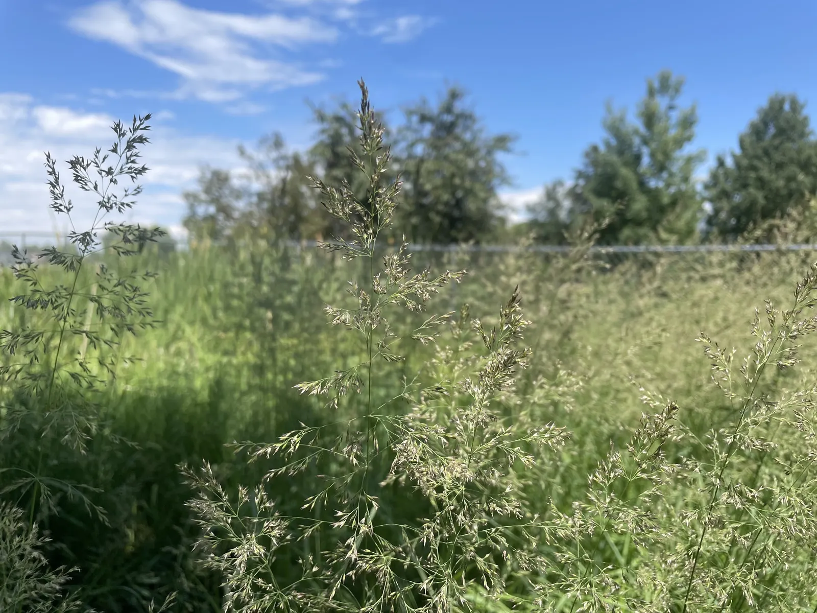 Blue Sedge (Carex Flacca) — For clients desiring a low-growing plant with year-round appeal, this sedge is an excellent choice; arching leaves boast a unique