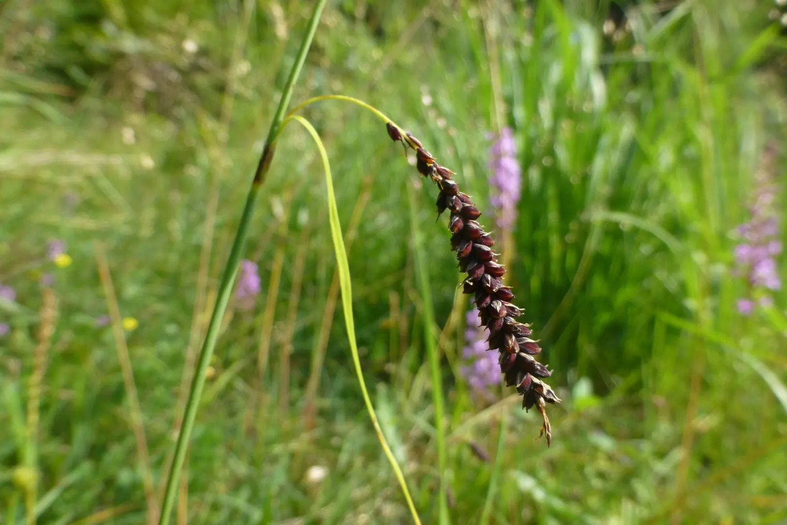 Blue Sedge (Carex Flacca) — consistently moist conditions; this versatile sedge grows in graceful