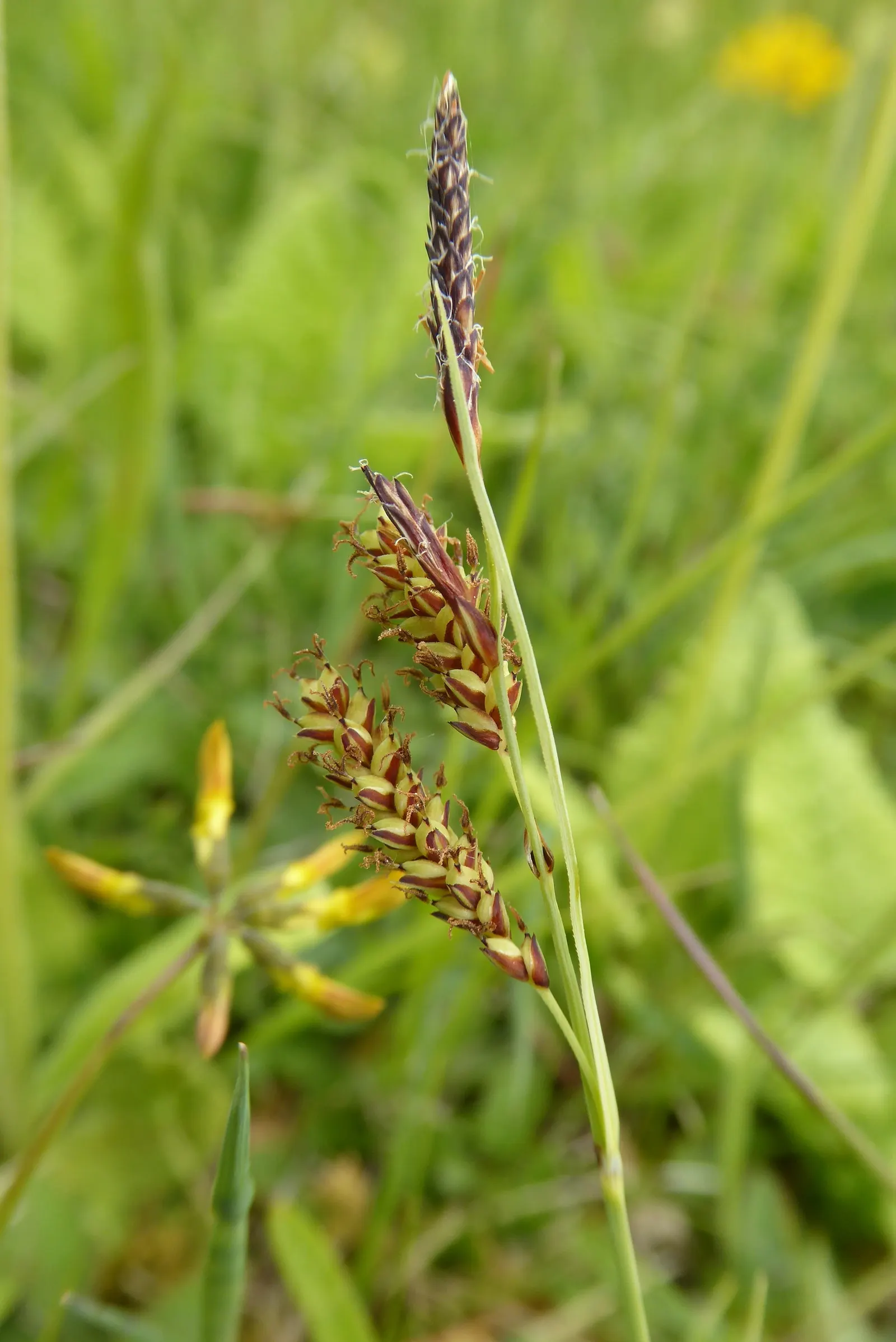 Blue Sedge (Carex Flacca) — consistently moist conditions