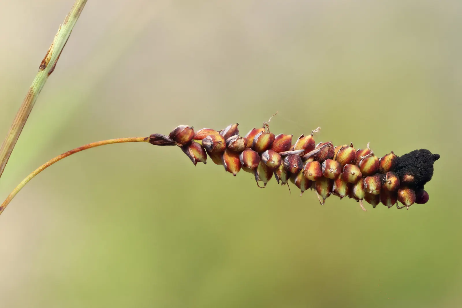 Blue Sedge (Carex Flacca) — For clients desiring a low-growing plant with year-round appeal, this sedge is an excellent choice