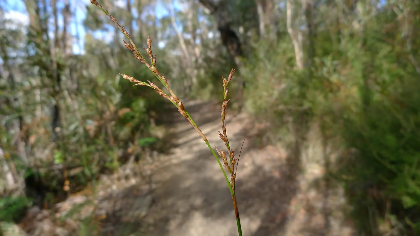 Blue Sedge (Carex Flacca) — this sedge is relatively low-maintenance; growing to a height of 6-12 inches with a similar spread, it thrives in USDA zones 4-9