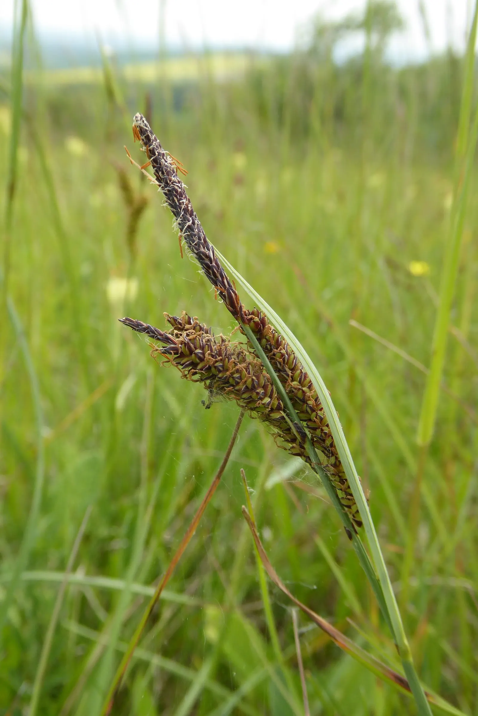 Blue Sedge (Carex Flacca) — Blue Sedge adapts well to a range of soil types; it is hardy in USDA Zones 4 through 9, making it a robust choice for, image 51
