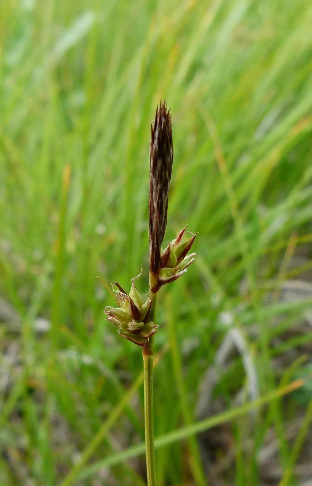 Blue Sedge (Carex Flacca) — though it thrives in well-drained; blue Sedge (Carex flacca), a hardy perennial grass-like plant, features powdery, image 92