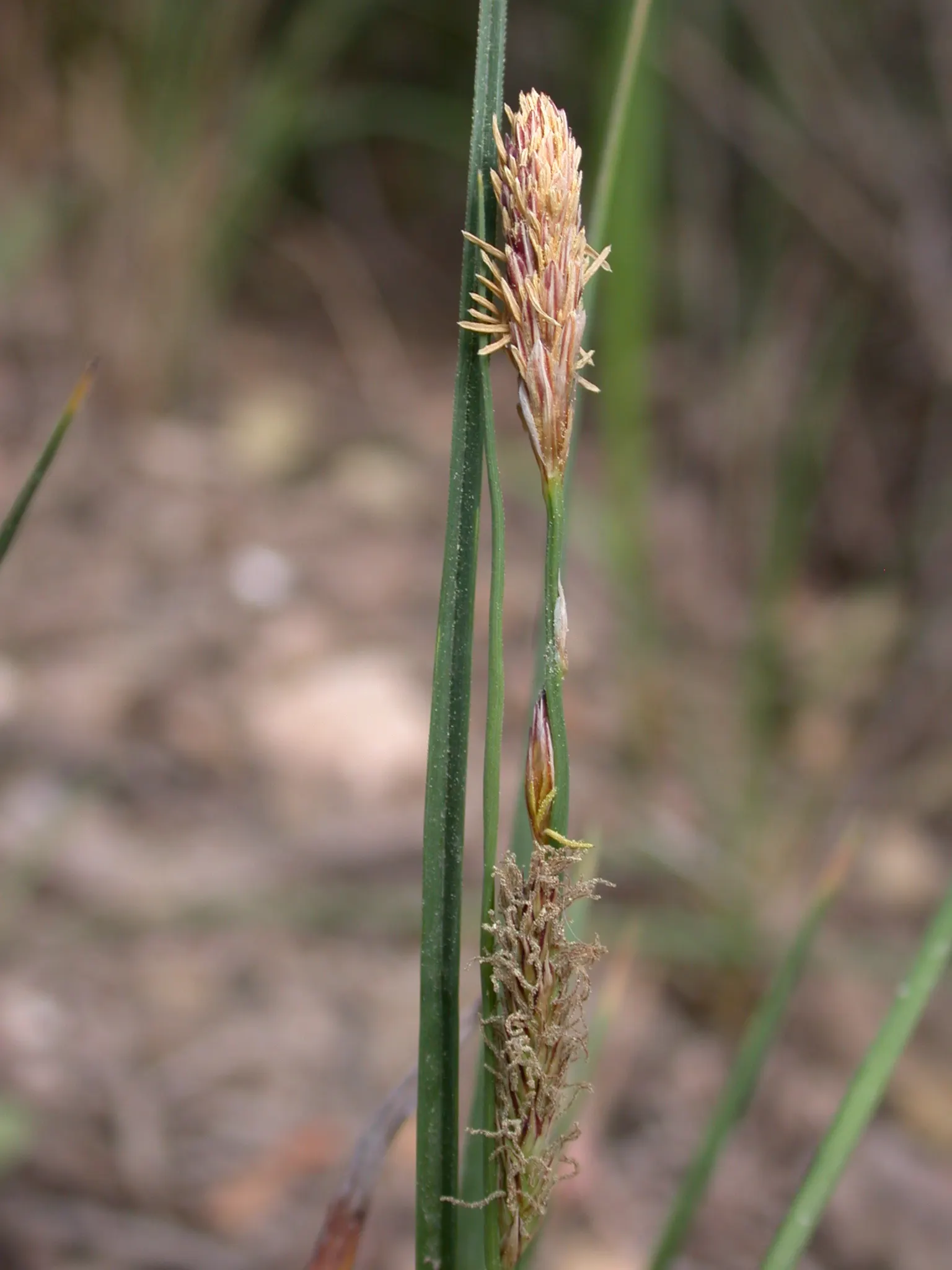 Blue Sedge (Carex Flacca) — though it thrives in well-drained; blue Sedge (Carex flacca), a hardy perennial grass-like plant, features powdery, image 72