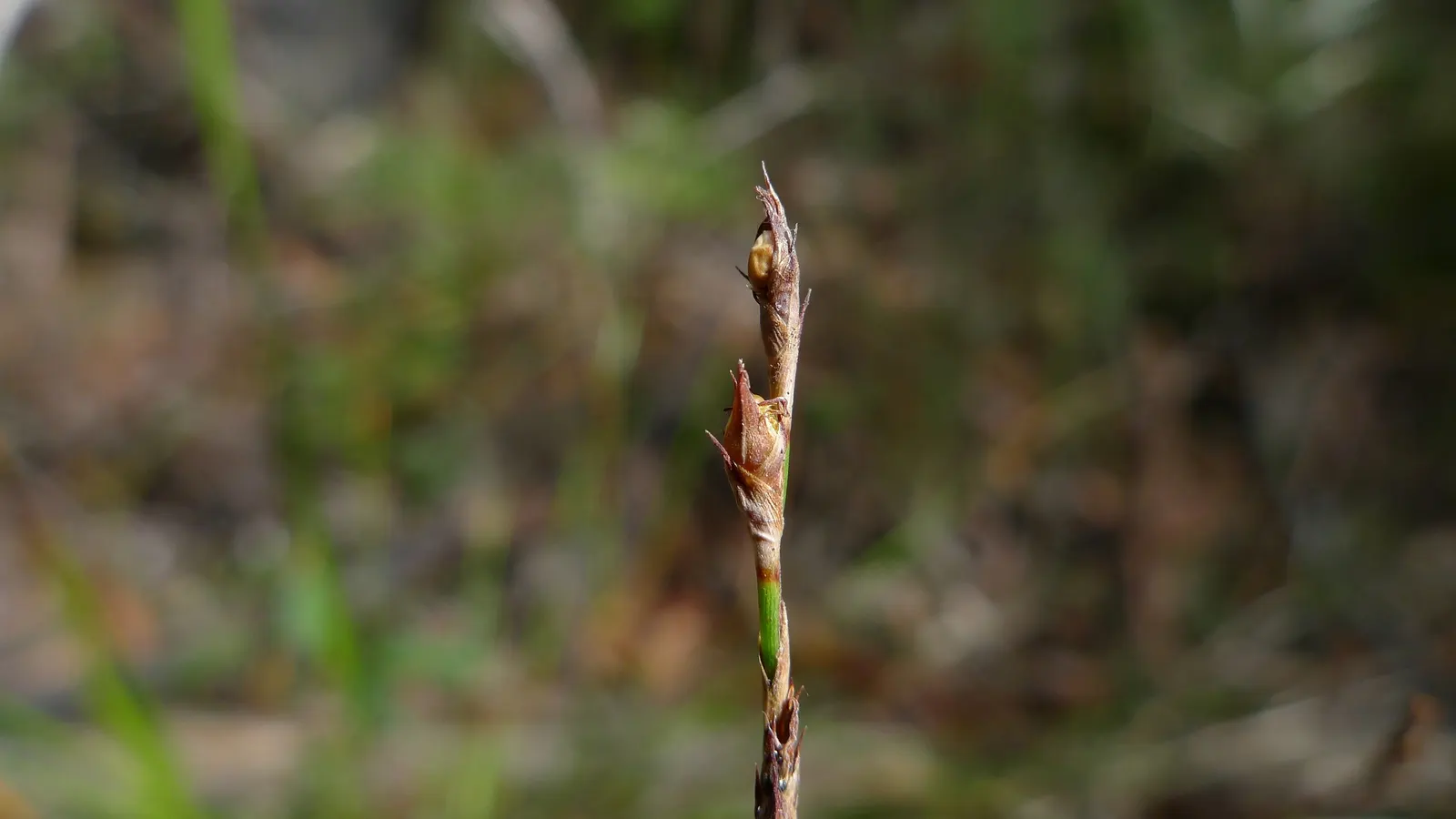 Blue Sedge (Carex Flacca) — Low maintenance with minimal fertilization needs; though it thrives in well-drained