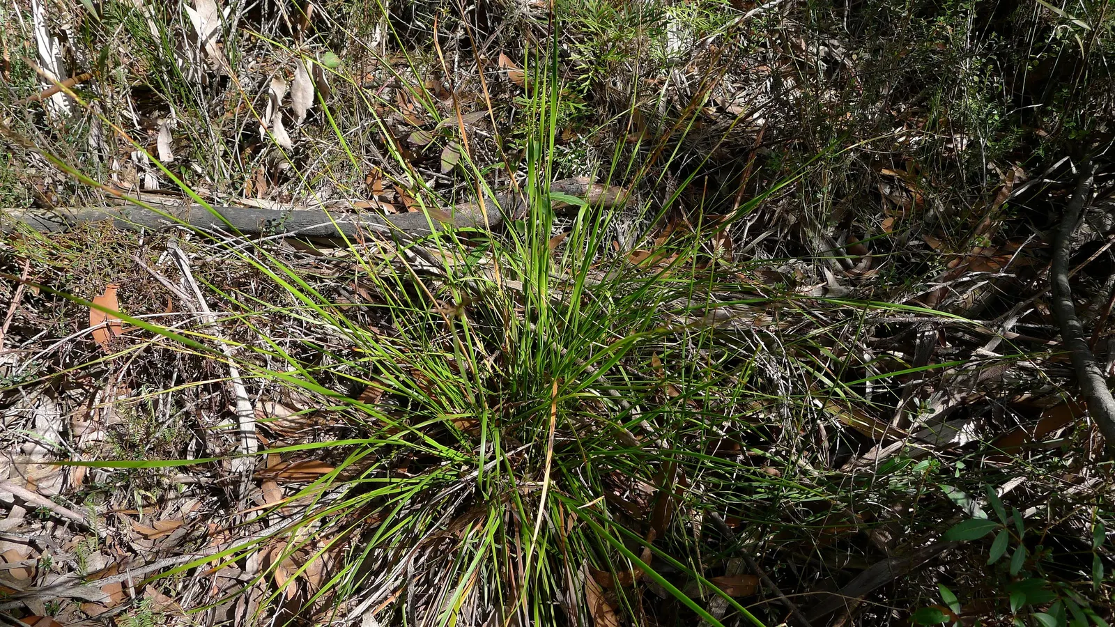 Blue Sedge (Carex Flacca) — commonly referred to as Blue Sedge or Glauca Blue Sedge