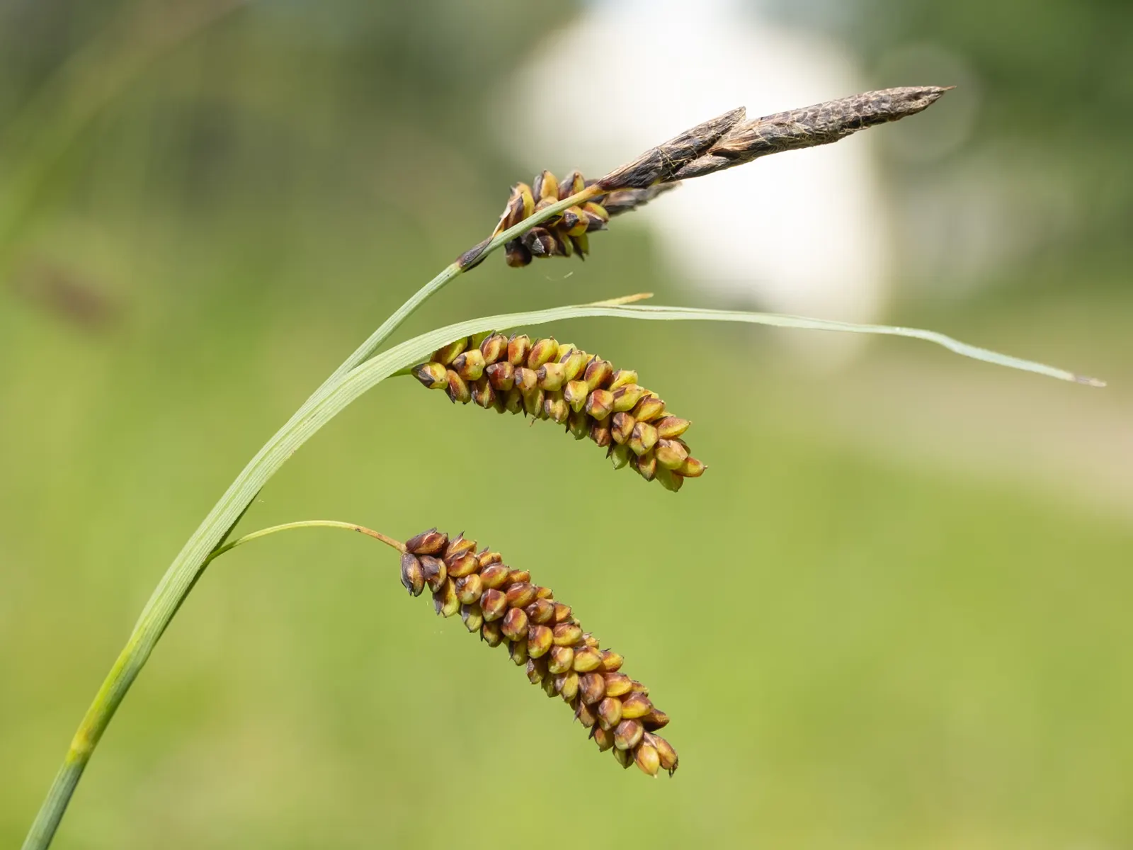 Blue Sedge (Carex Flacca) — Blue Sedge (Carex flacca), a hardy perennial grass-like plant, features powdery blue-green foliage; ideal for ground, image 81