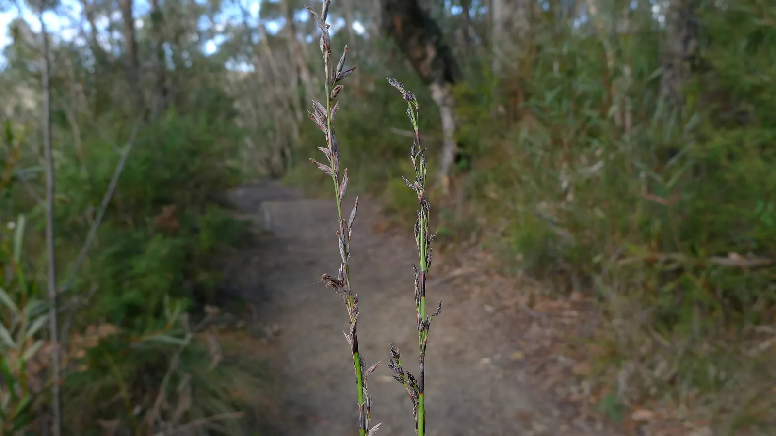Blue Sedge (Carex Flacca) — it provides year-round interest in a landscape design with its textured