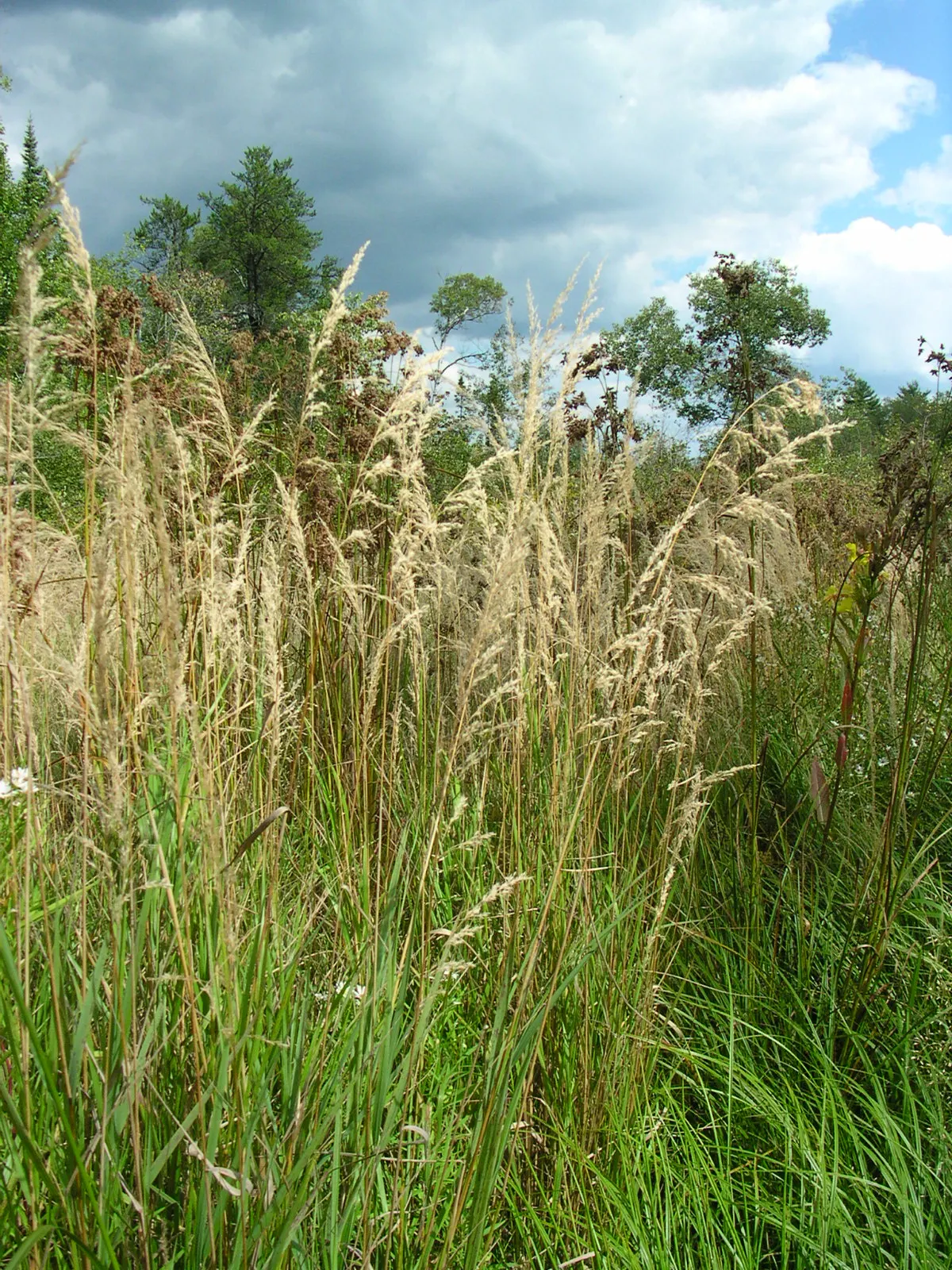 Blue Sedge (Carex Flacca) — For clients desiring a low-growing plant with year-round appeal, this sedge is an excellent choice; arching leaves, image 59