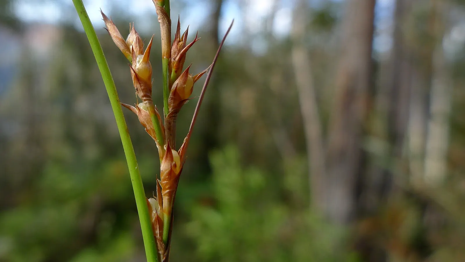 Blue Sedge (Carex Flacca) — it provides year-round interest in a landscape design with its textured; for clients desiring a low-growing plant with, image 46