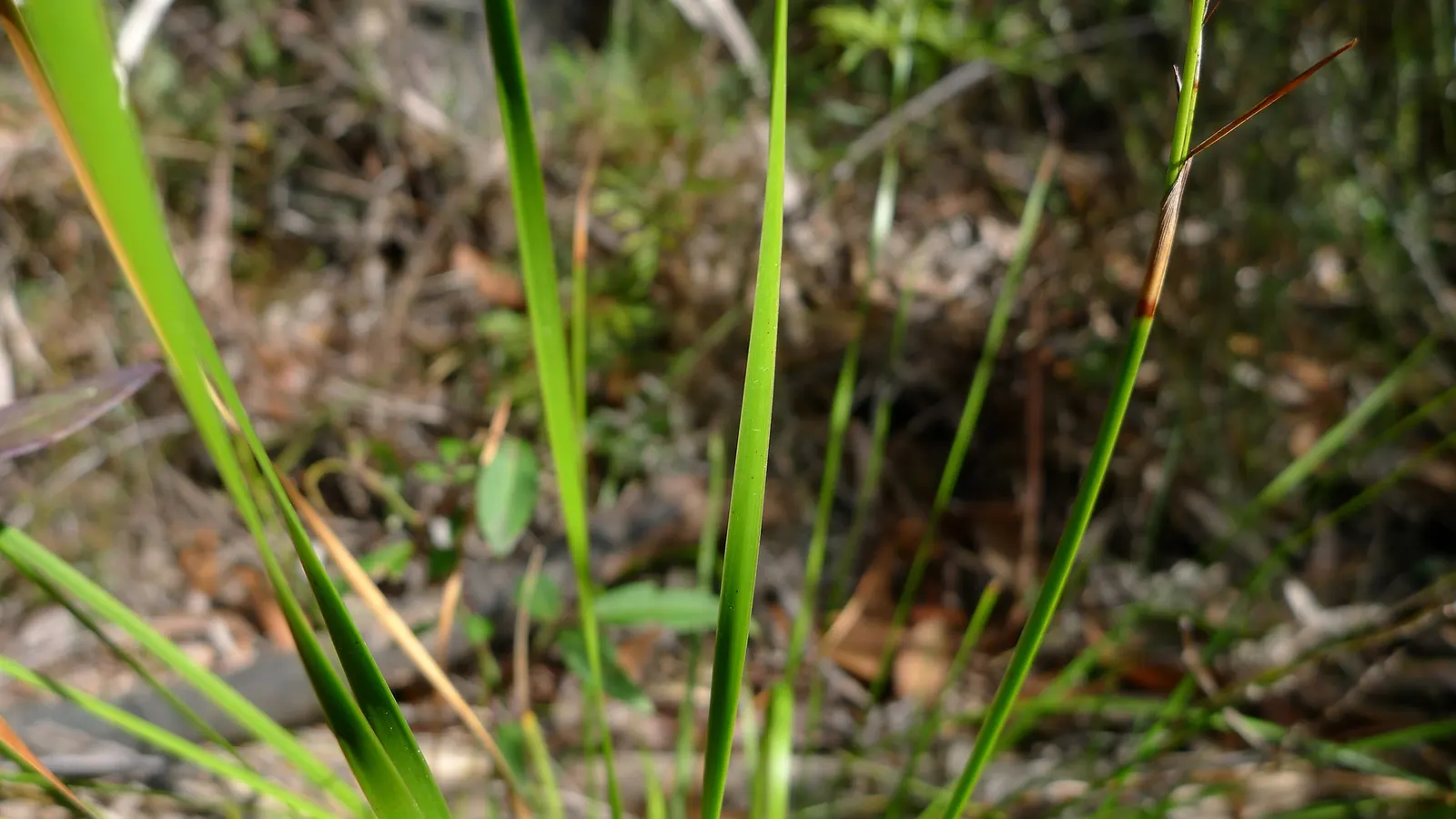 Blue Sedge (Carex Flacca) — It is hardy in USDA Zones 4 through 9, making it a robust choice for various climates; this sedge is relatively low-maintenance