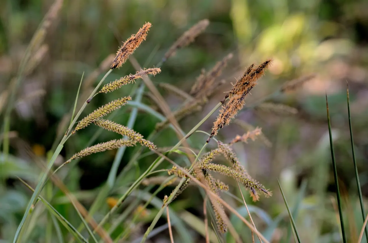 Blue Sedge (Carex Flacca) — Prefers partial to full shade and moist, well-drained soils; giving an additional visual interest without being, image 83