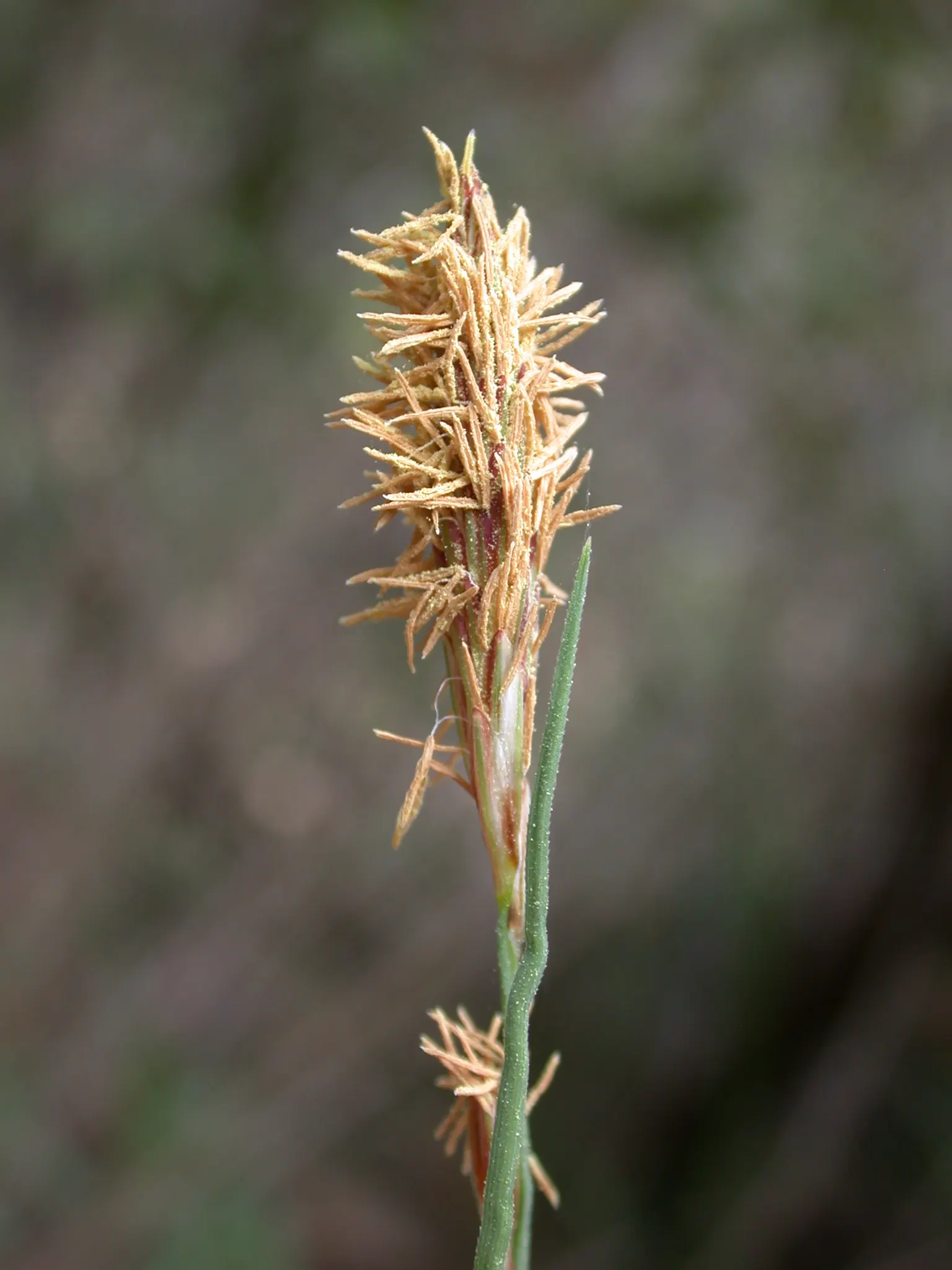 Blue Sedge (Carex Flacca) — commonly referred to as Blue Sedge or Glauca Blue Sedge; it provides year-round interest in a landscape design with its, image 67