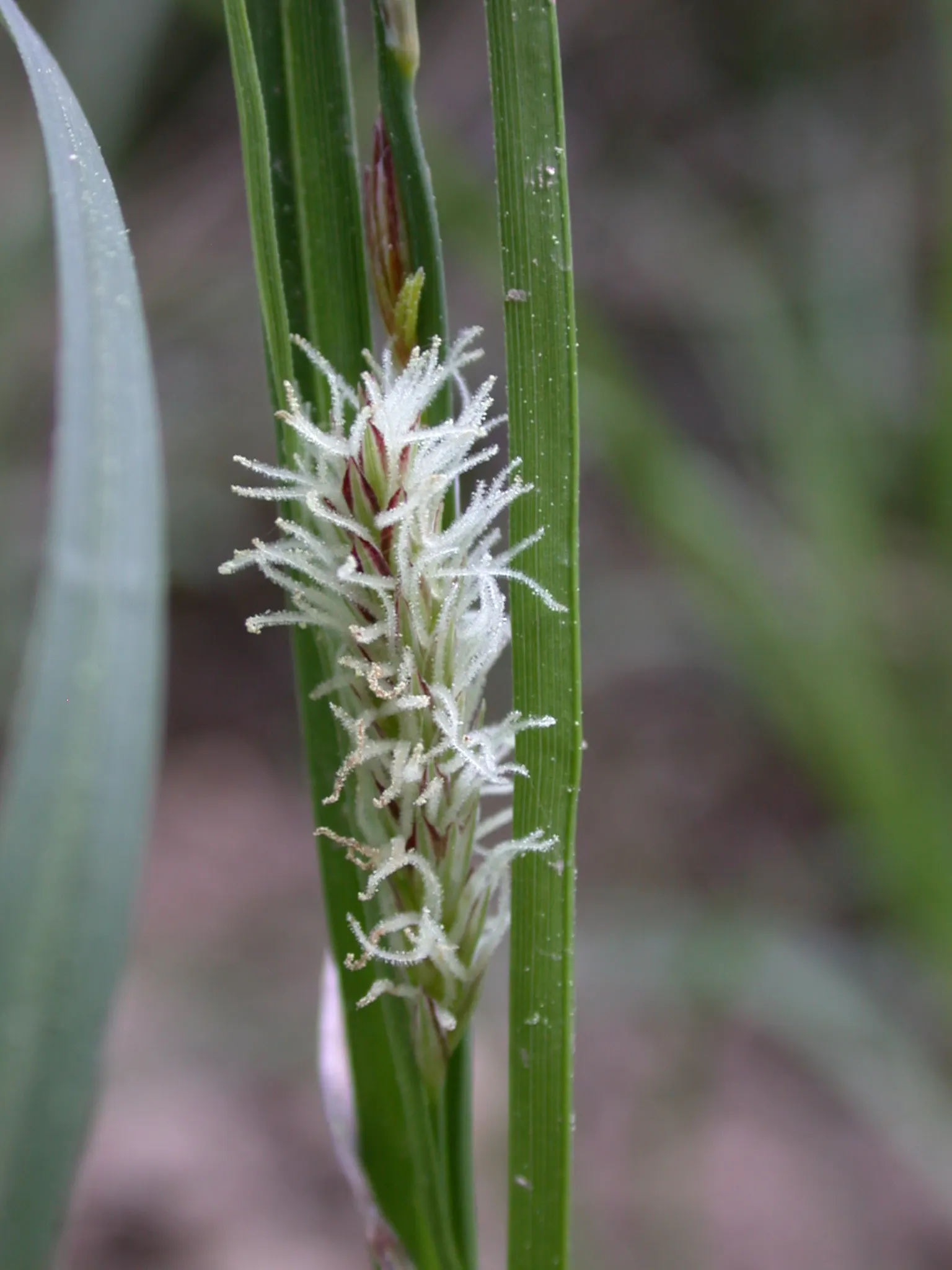 Blue Sedge (Carex Flacca) — It is hardy in USDA Zones 4 through 9, making it a robust choice for various climates; this sedge is relatively, image 54