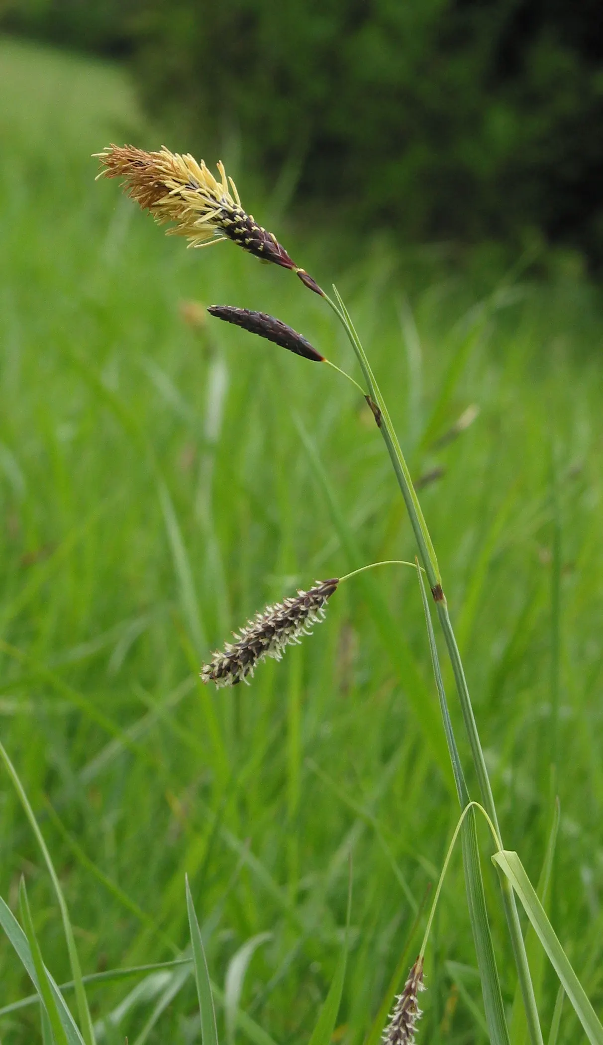 Blue Sedge (Carex Flacca) — This versatile sedge grows in graceful; consistently moist conditions, image 88