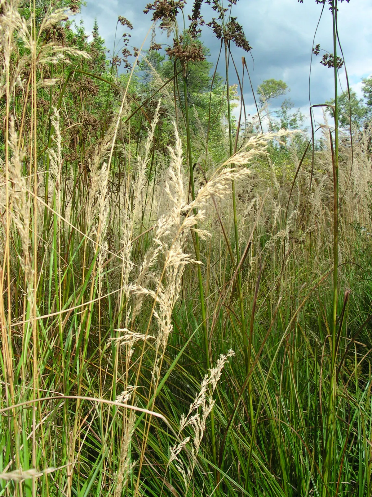 Blue Sedge (Carex Flacca) — and is drought tolerant to a degree; rarely troubled by pests or diseases, image 57