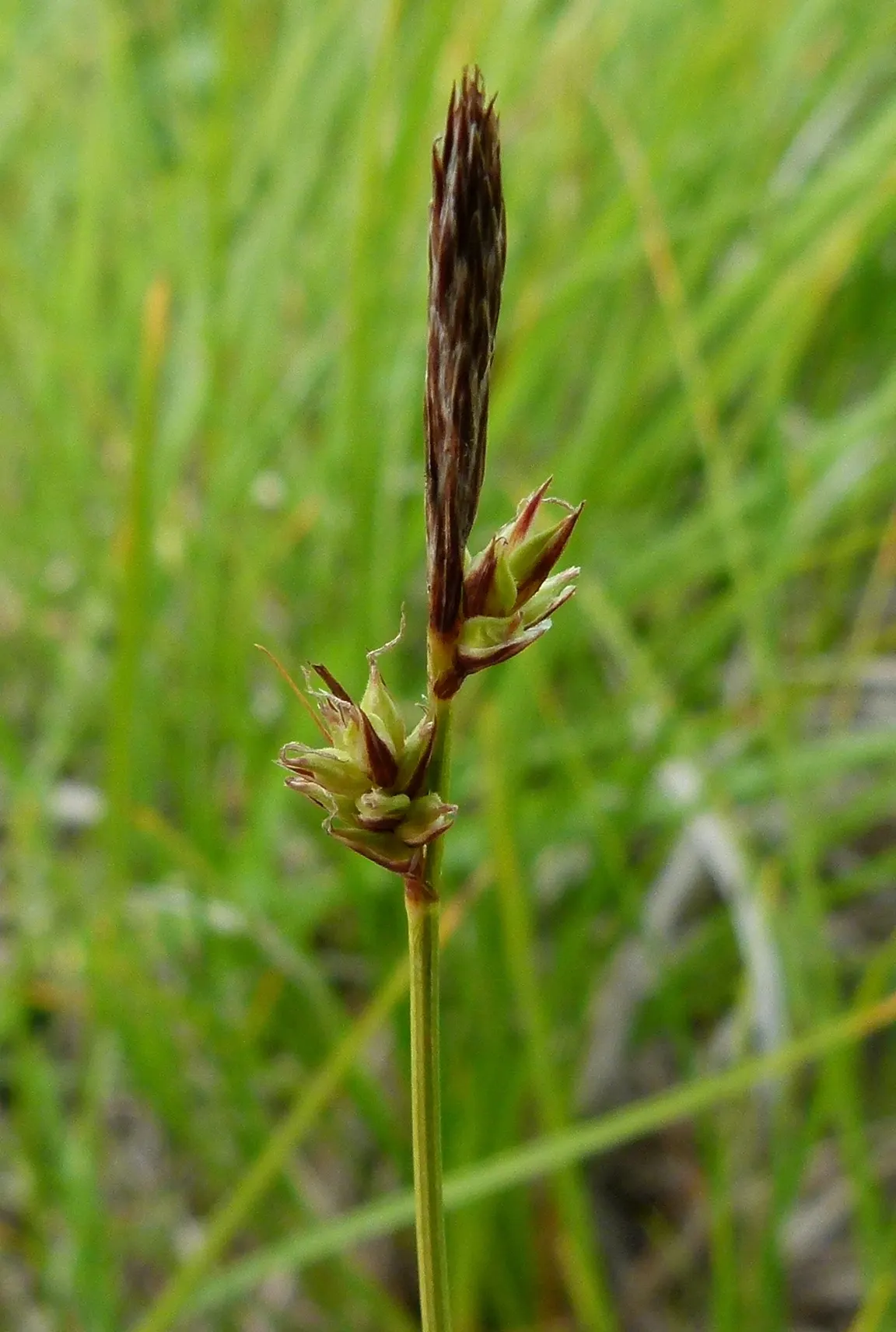 Blue Sedge (Carex Flacca) — this sedge is relatively low-maintenance; growing to a height of 6-12 inches with a similar spread, it thrives in USDA, image 75