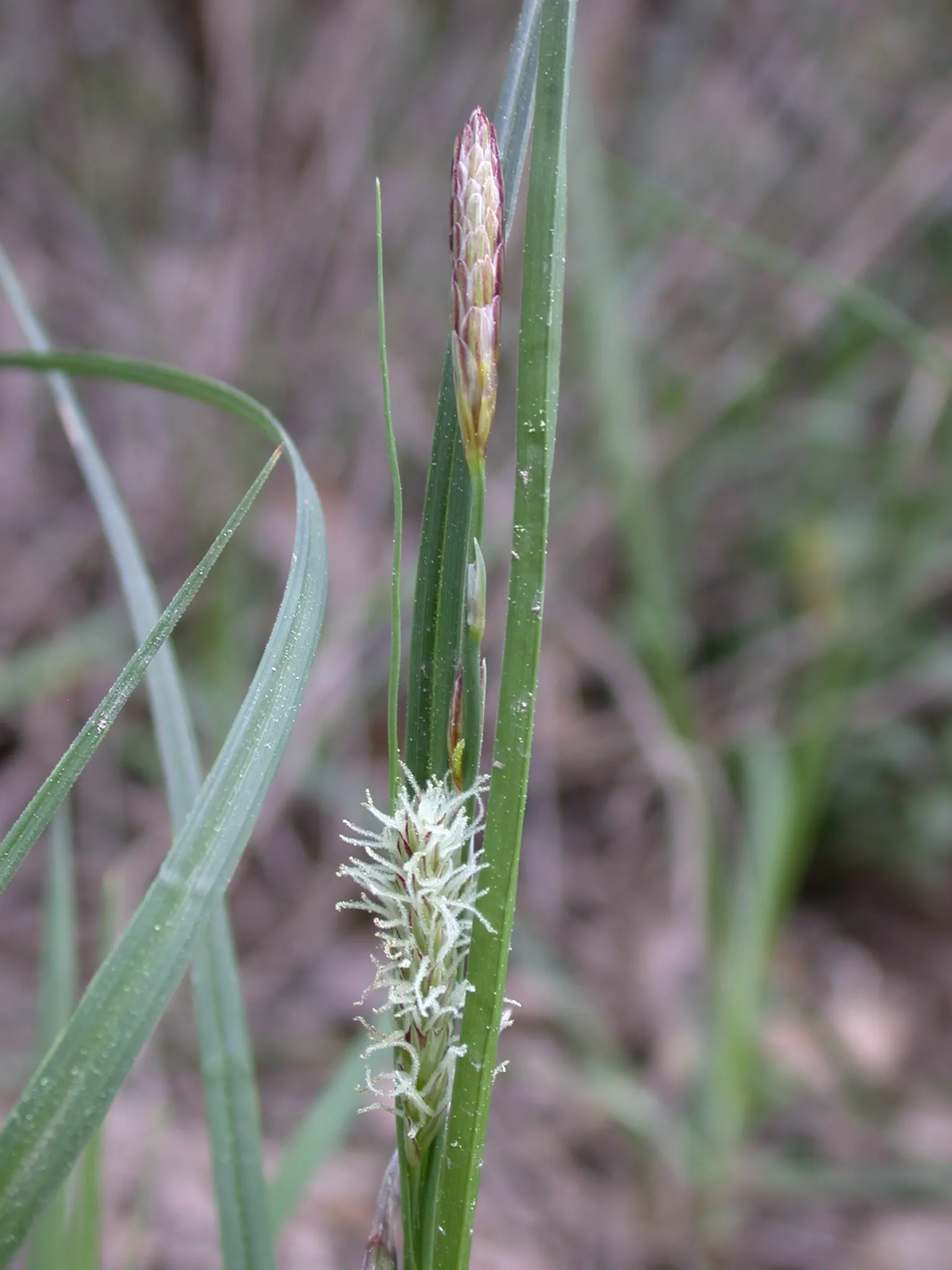 Blue Sedge (Carex Flacca) — Prefers partial to full shade and moist, well-drained soils; giving an additional visual interest without being, image 63