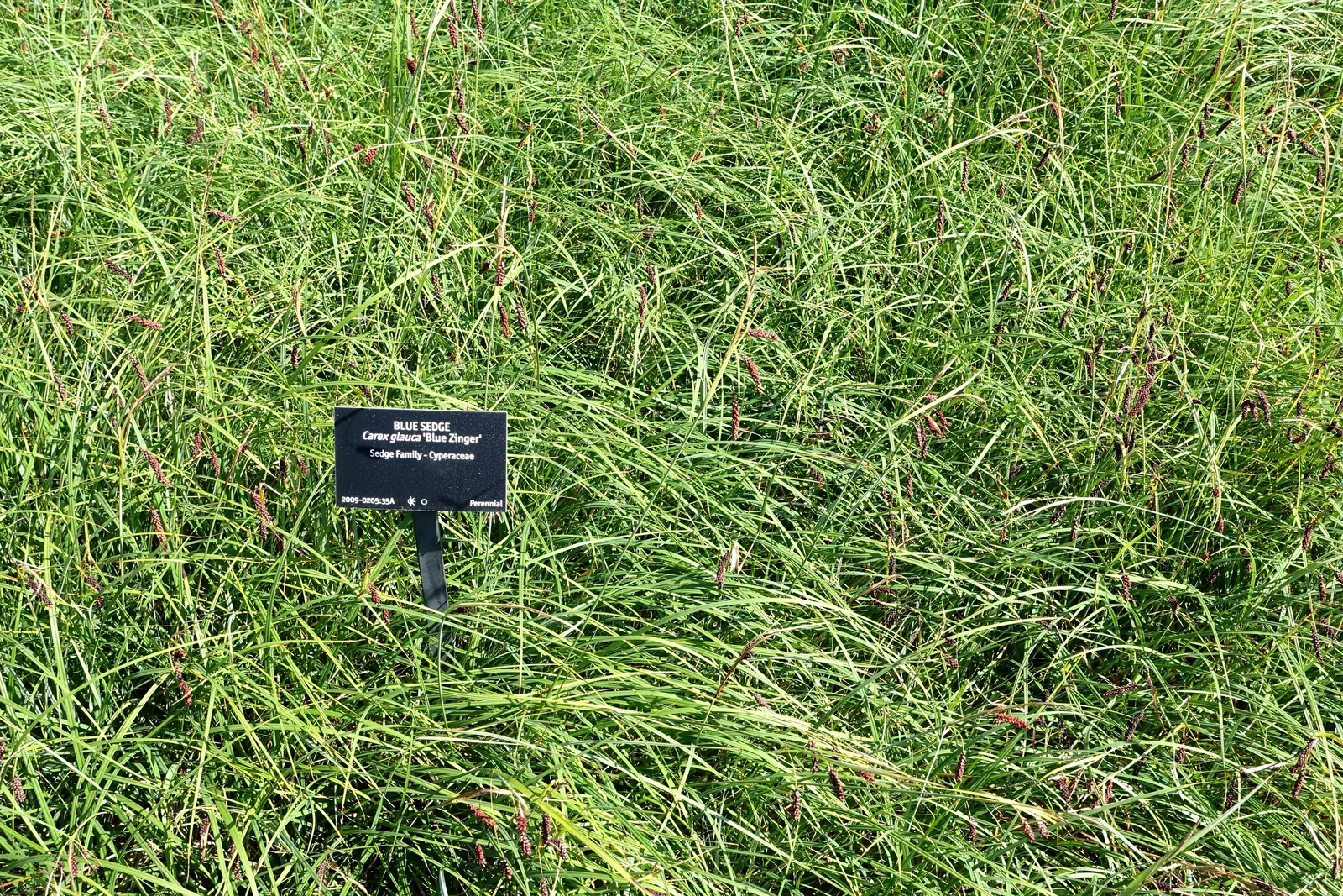 Blue Sedge (Carex Flacca) — commonly referred to as Blue Sedge or Glauca Blue Sedge; it provides year-round interest in a landscape design with its, image 87