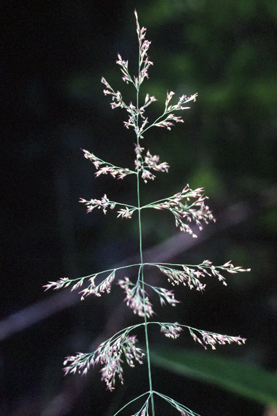 Blue Sedge (Carex Flacca) — commonly referred to as Blue Sedge or Glauca Blue Sedge; it provides year-round interest in a landscape design with its textured