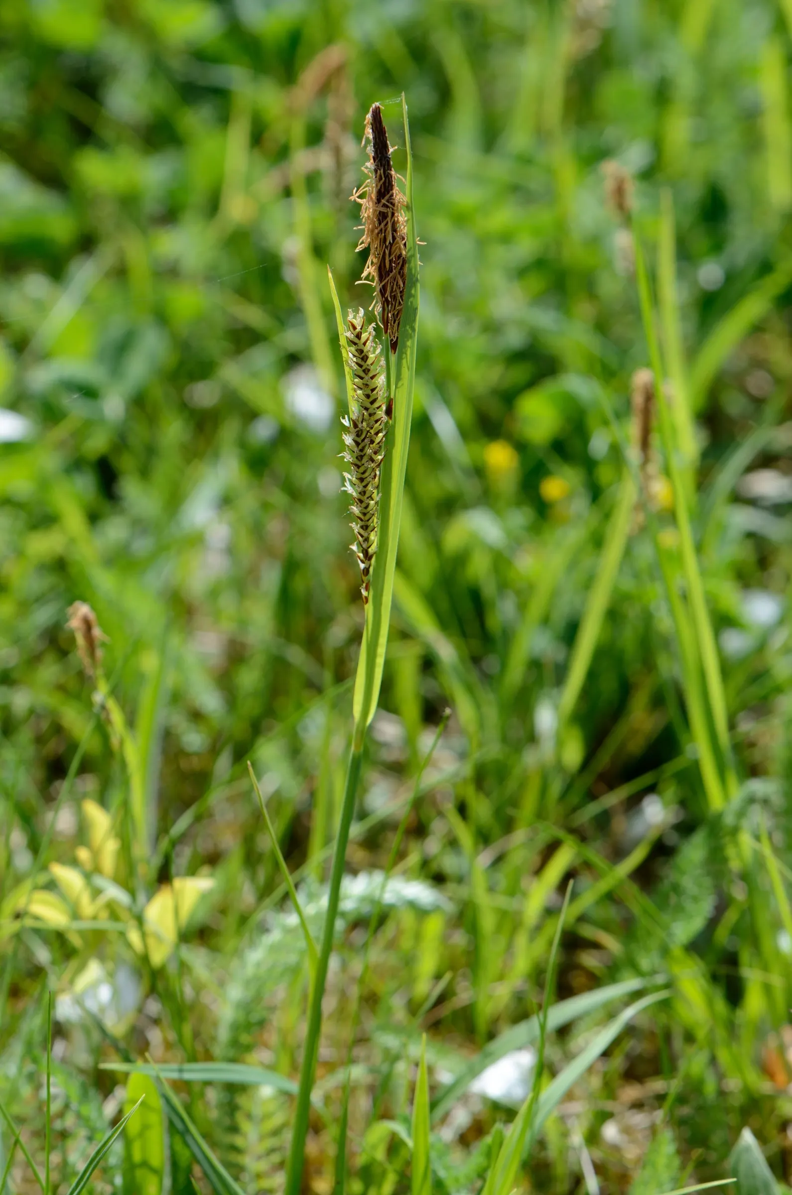 Blue Sedge (Carex Flacca) — Low maintenance with minimal fertilization needs