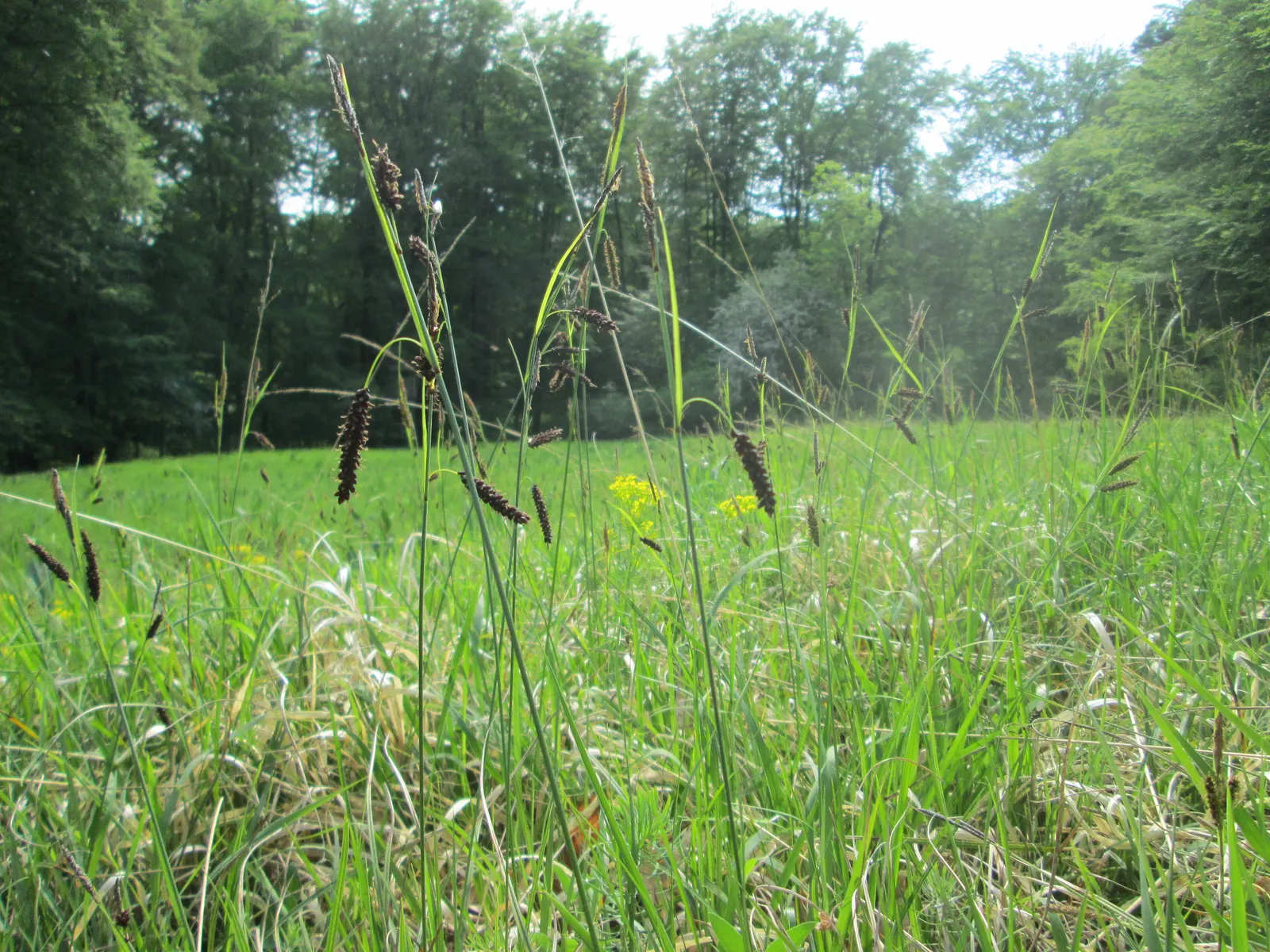 Blue Sedge (Carex Flacca) — giving an additional visual interest without being ostentatious; prefers partial to full shade and moist, well-drained soils