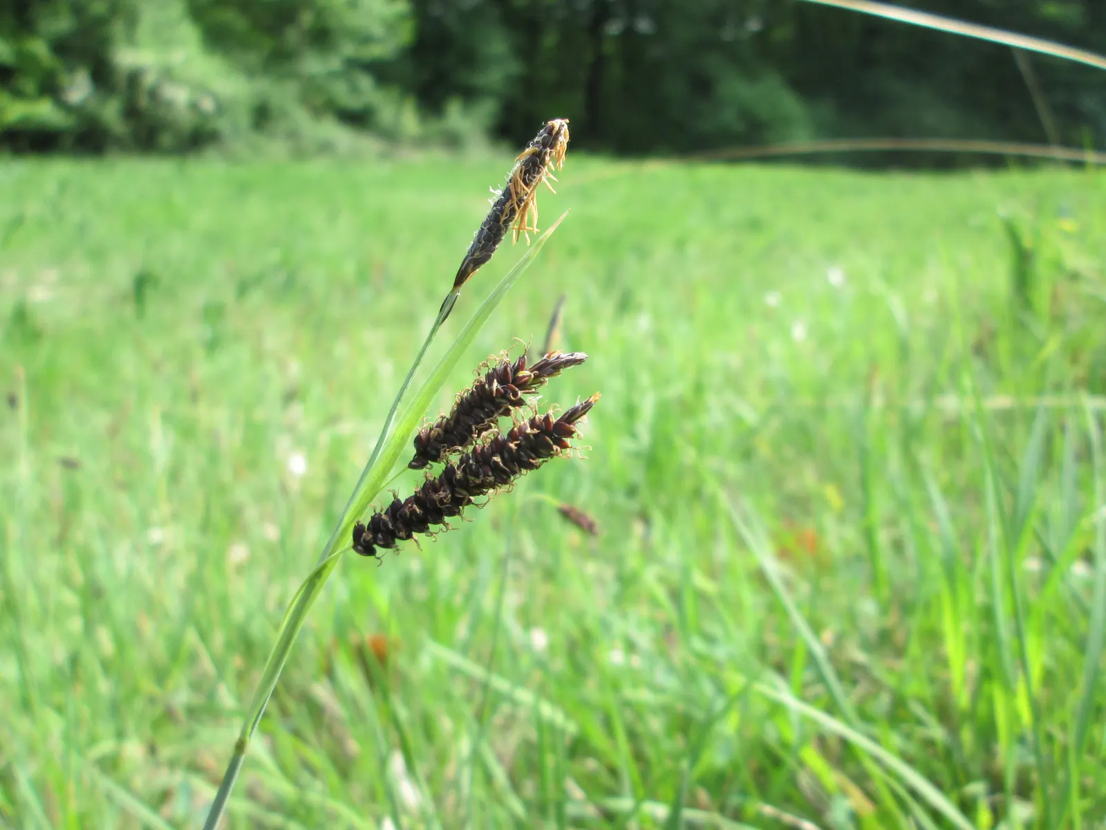 Blue Sedge (Carex Flacca) — arching leaves boast a unique powdery blue hue on the upper side and a glaucous green underside; commonly referred to as Blue Sedge