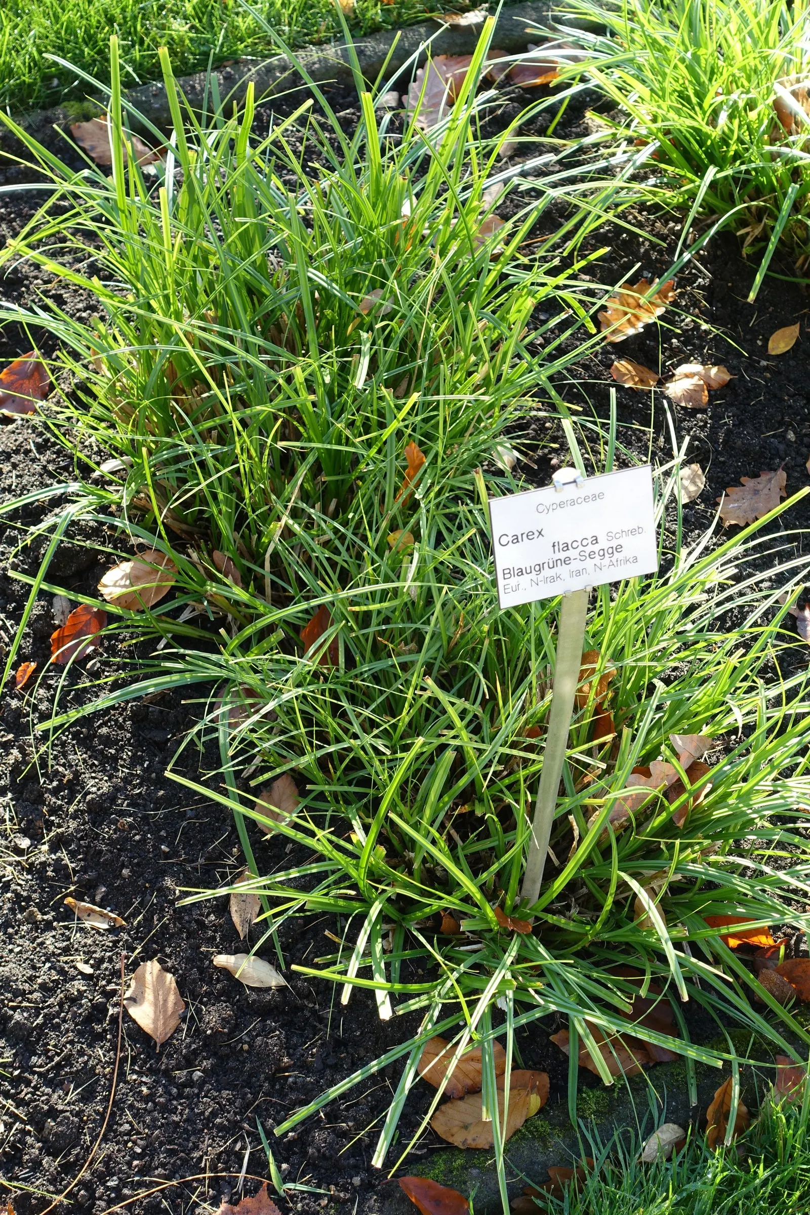 Blue Sedge (Carex Flacca) — For clients desiring a low-growing plant with year-round appeal, this sedge is an excellent choice; arching leaves, image 79