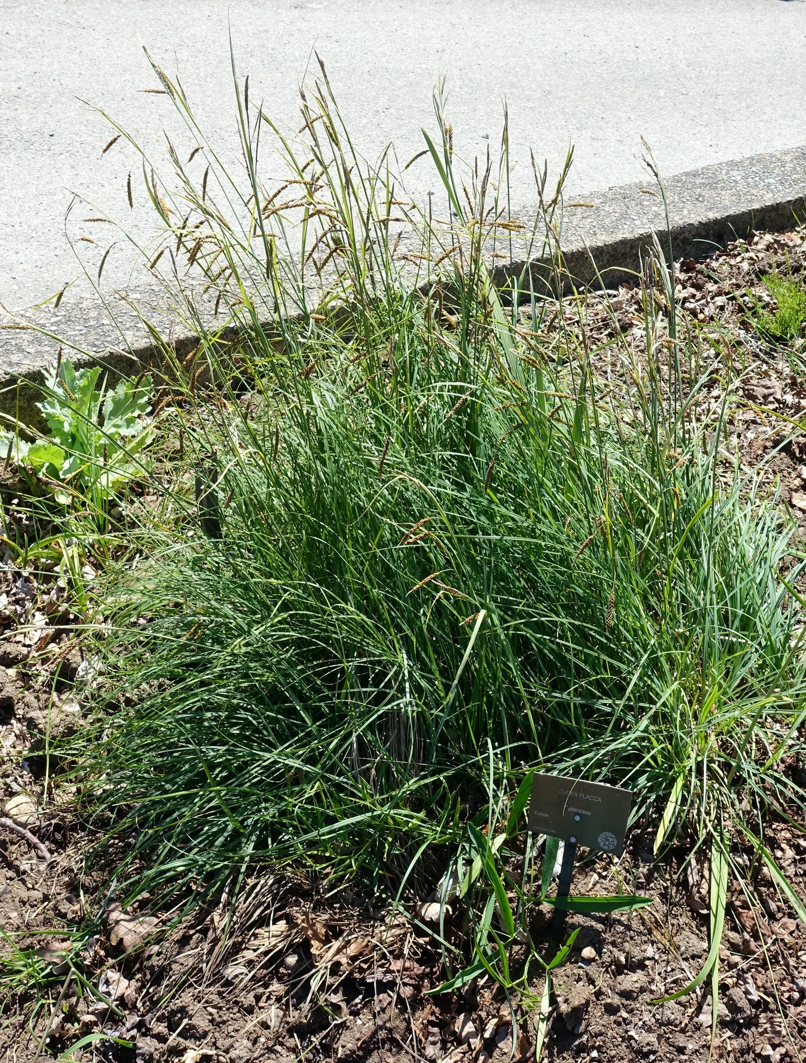 Blue Sedge (Carex Flacca) — This versatile sedge grows in graceful; consistently moist conditions, image 68