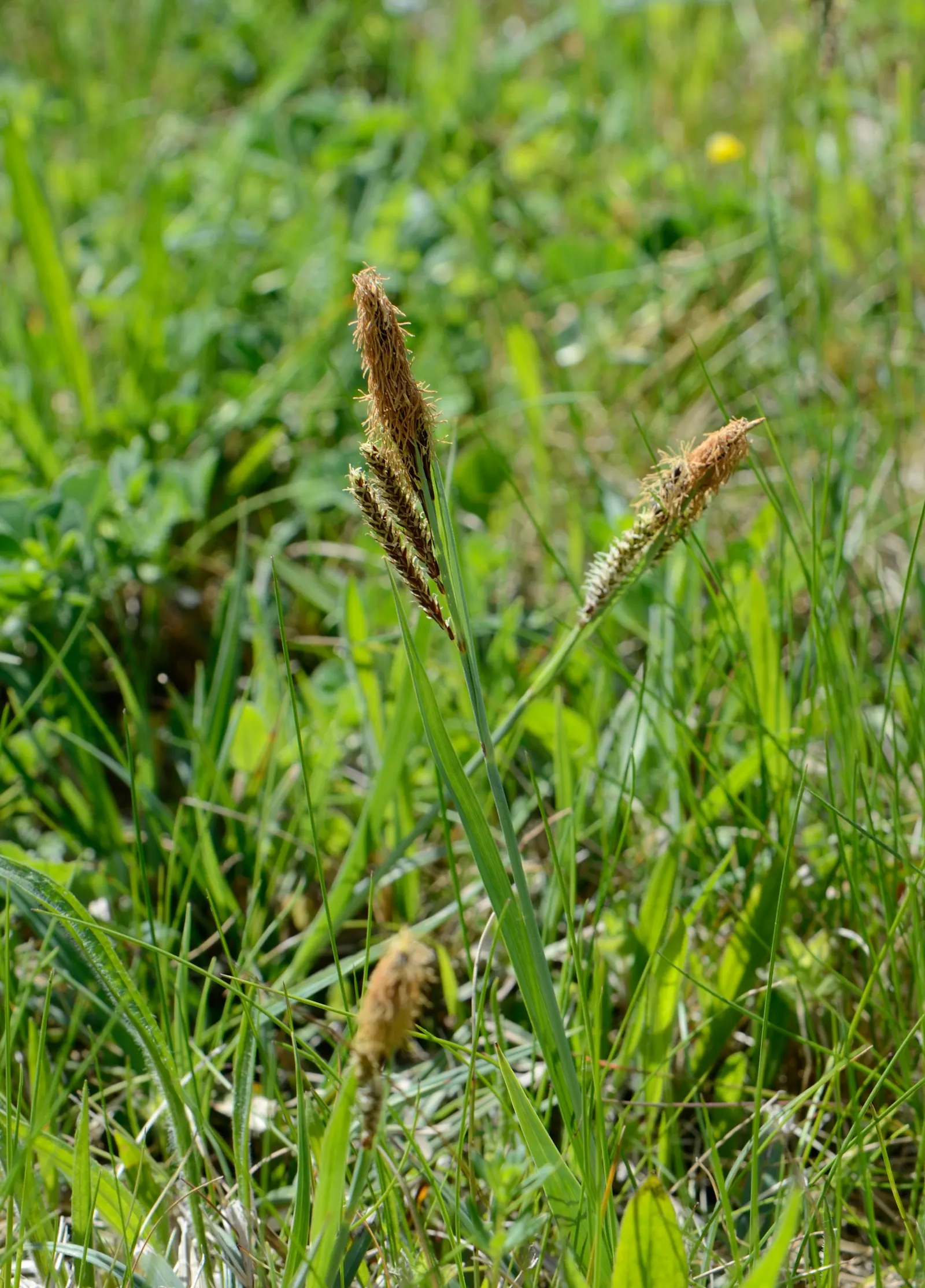 Blue Sedge (Carex Flacca) — typically reaching heights of 6 to 12 inches with a comparable spread of 12 to 18 inches; grass / ground cover for full, image 49
