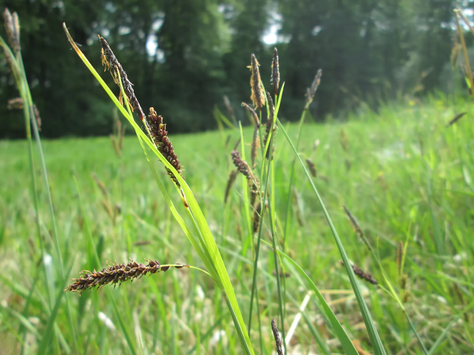 Blue Sedge (Carex Flacca) — Ideal for ground cover, borders, and underplanting; low maintenance with minimal fertilization needs, image 44