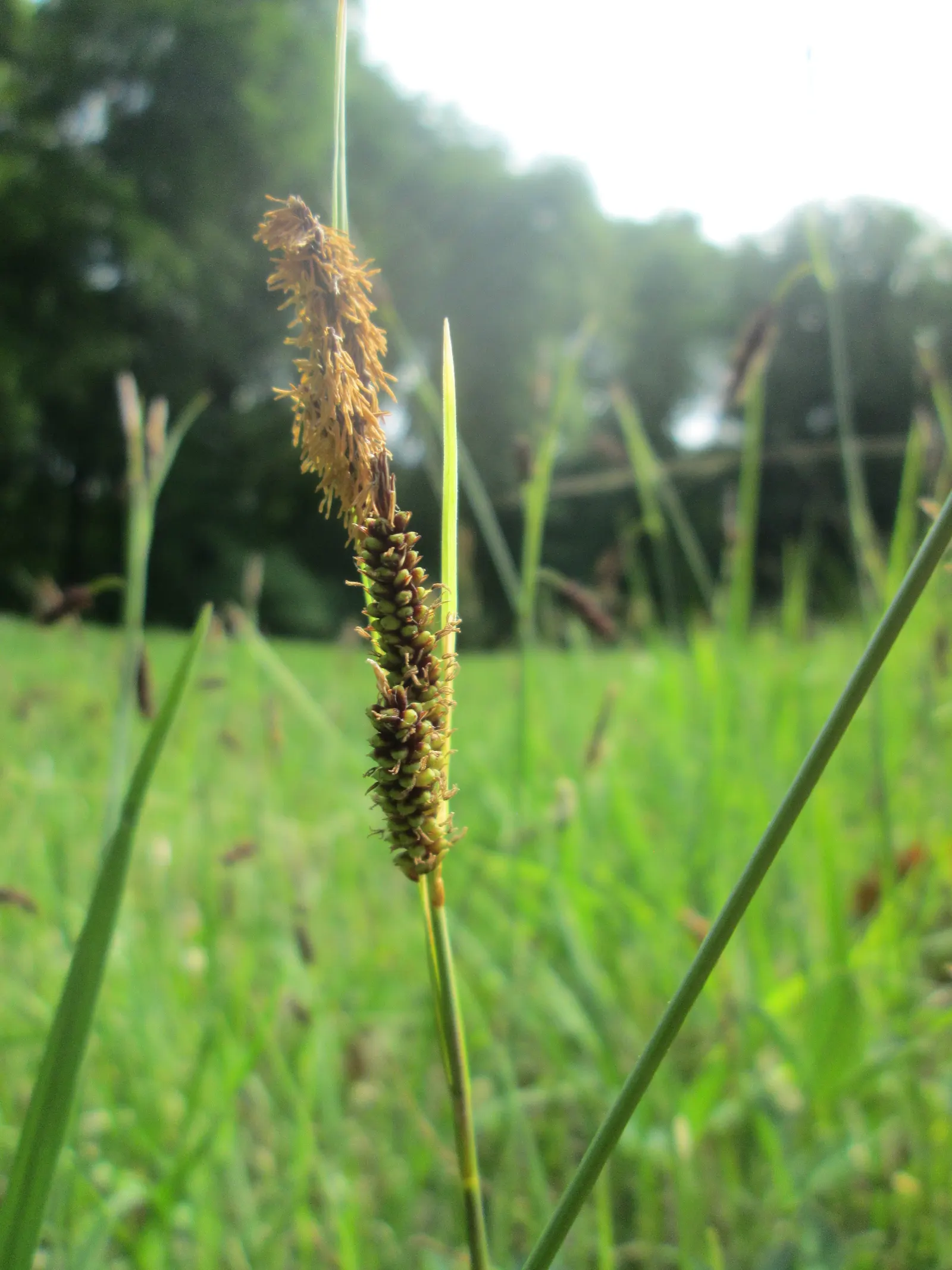 Blue Sedge (Carex Flacca) — grass / ground cover for full or half