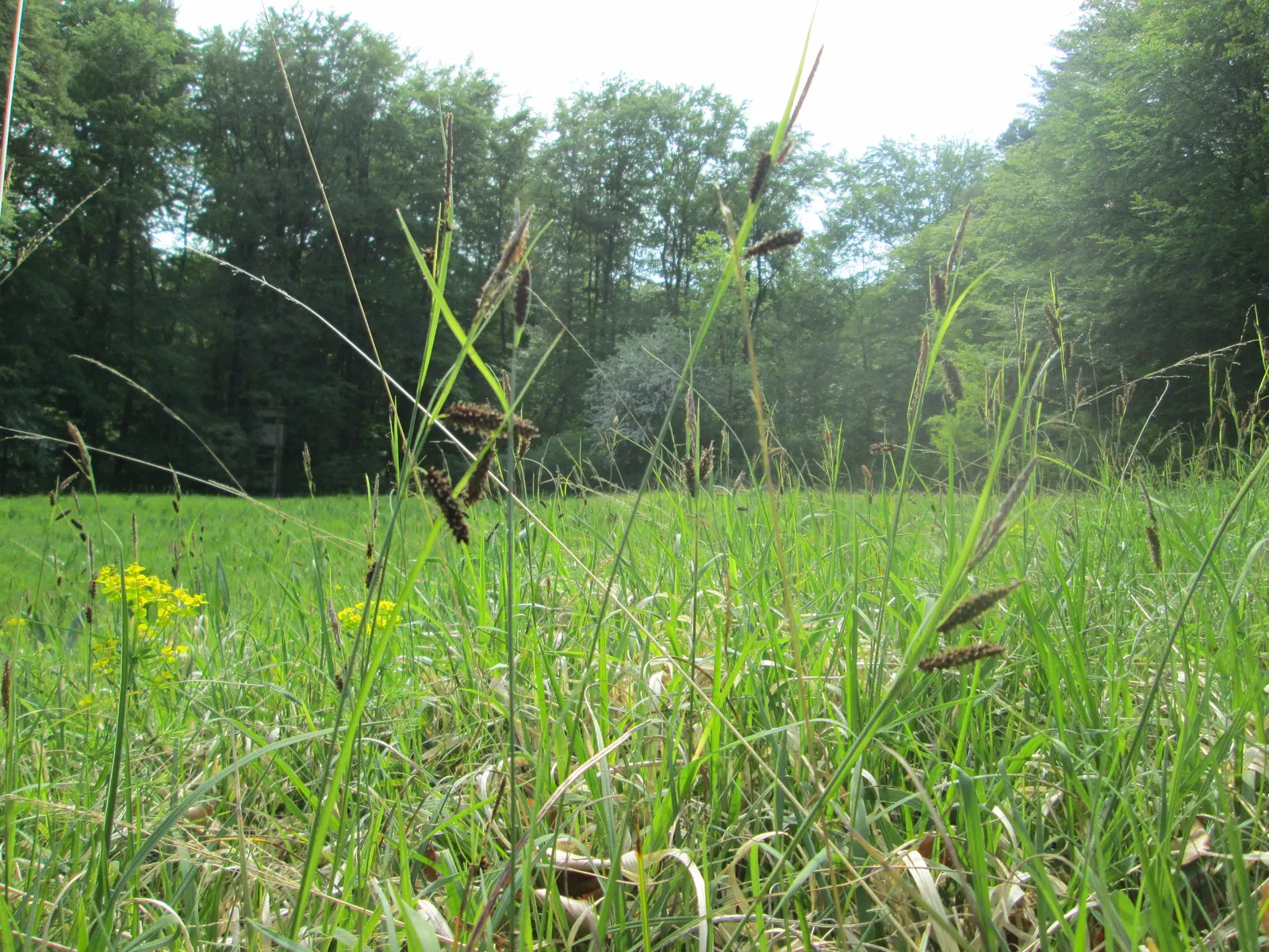 Blue Sedge (Carex Flacca) — This versatile sedge grows in graceful; consistently moist conditions