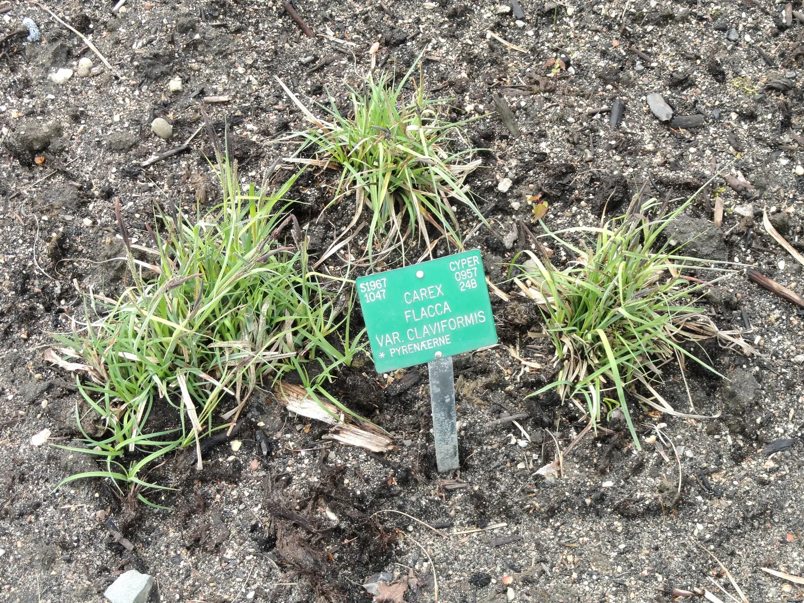 Blue Sedge (Carex Flacca) — grass / ground cover for full or half; and is drought tolerant to a degree, image 60