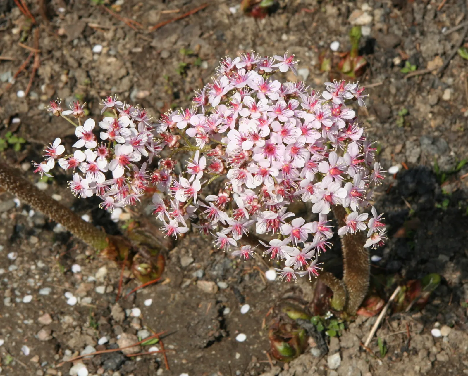 Umbrella Plant (Darmera Peltata) — perennial with pink blooms
