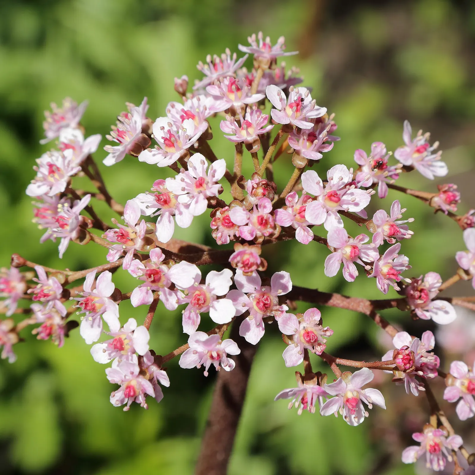 Umbrella Plant (Darmera Peltata) — Native to the cool mountain streams of California and Oregon; perennial with pink blooms, image 89