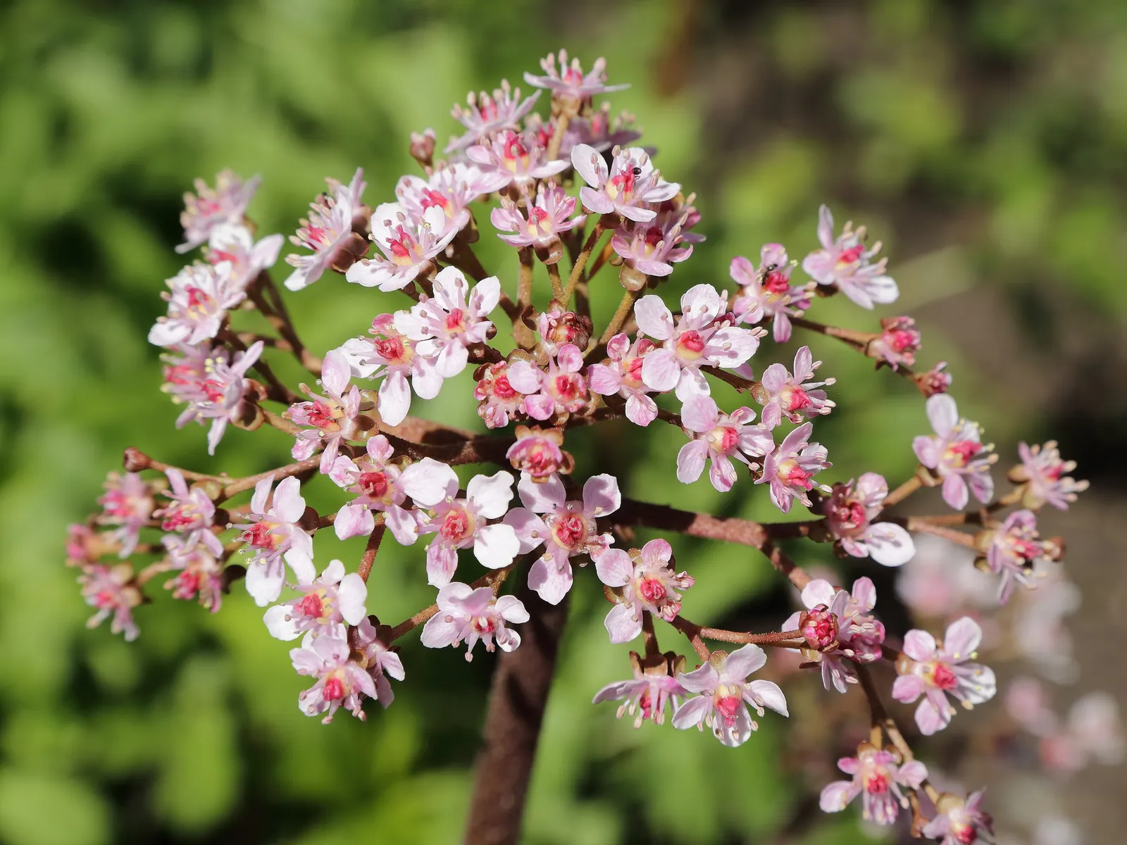 Umbrella Plant (Darmera Peltata) — is an attractive perennial suited for those seeking a dramatic touch in semi-shaded garden areas