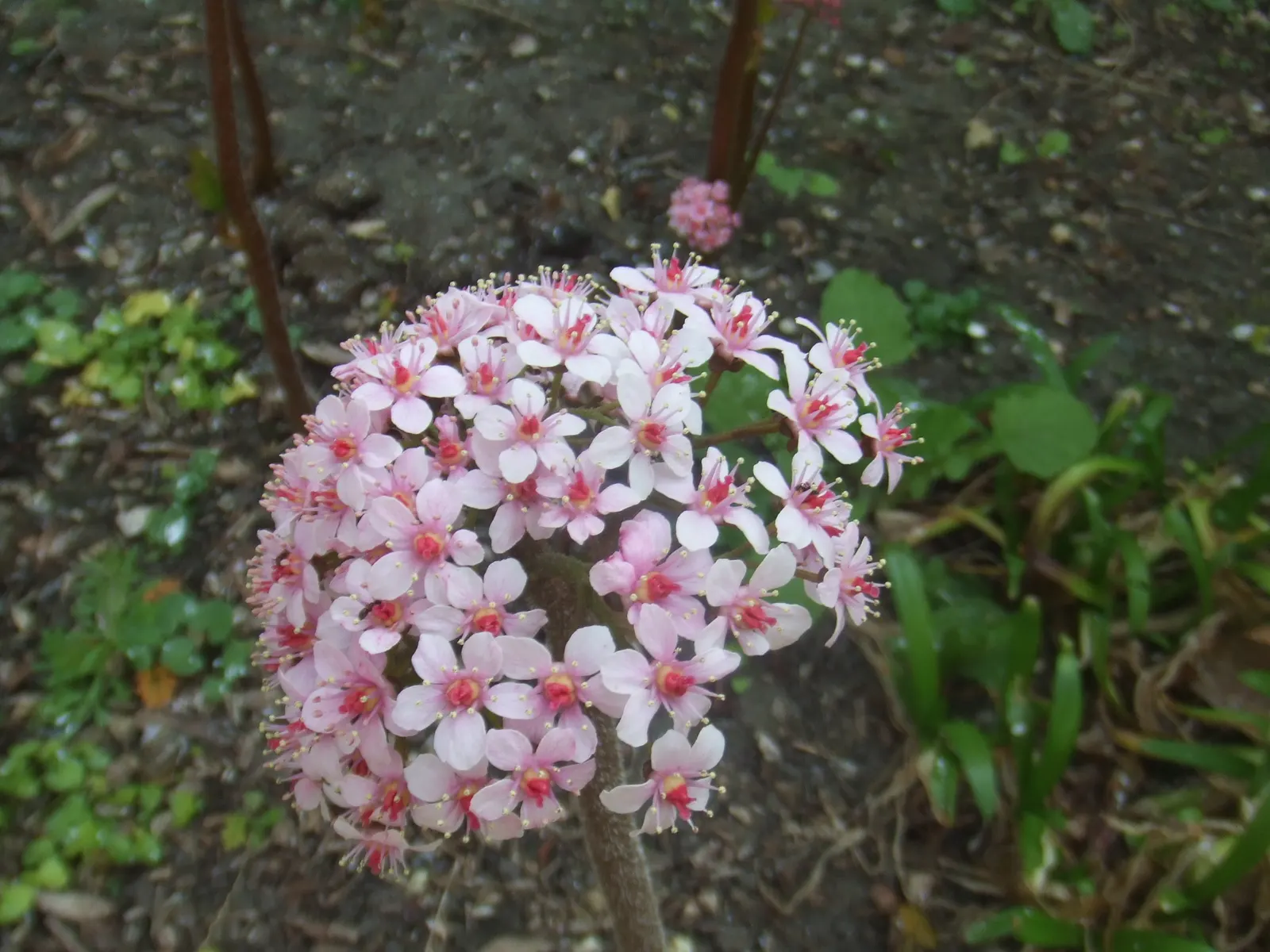 Umbrella Plant (Darmera Peltata) — requiring minimal care beyond regular watering during dry spells; soft-pink to white flowers elevated above the, image 76