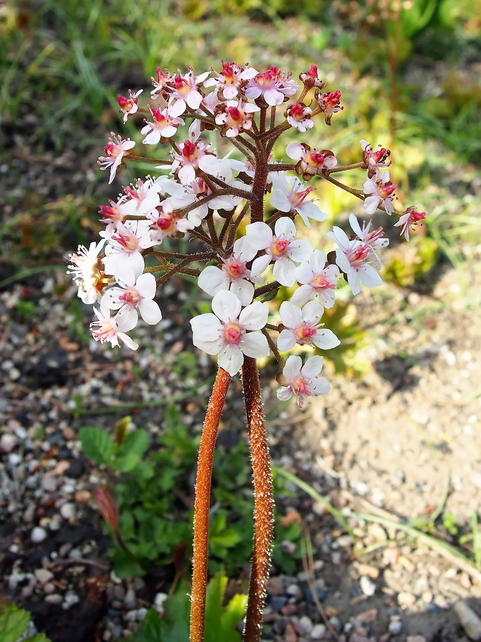Umbrella Plant (Darmera Peltata) — These leaves emerge on long petioles directly from the rhizome; is an attractive perennial suited for those, image 94