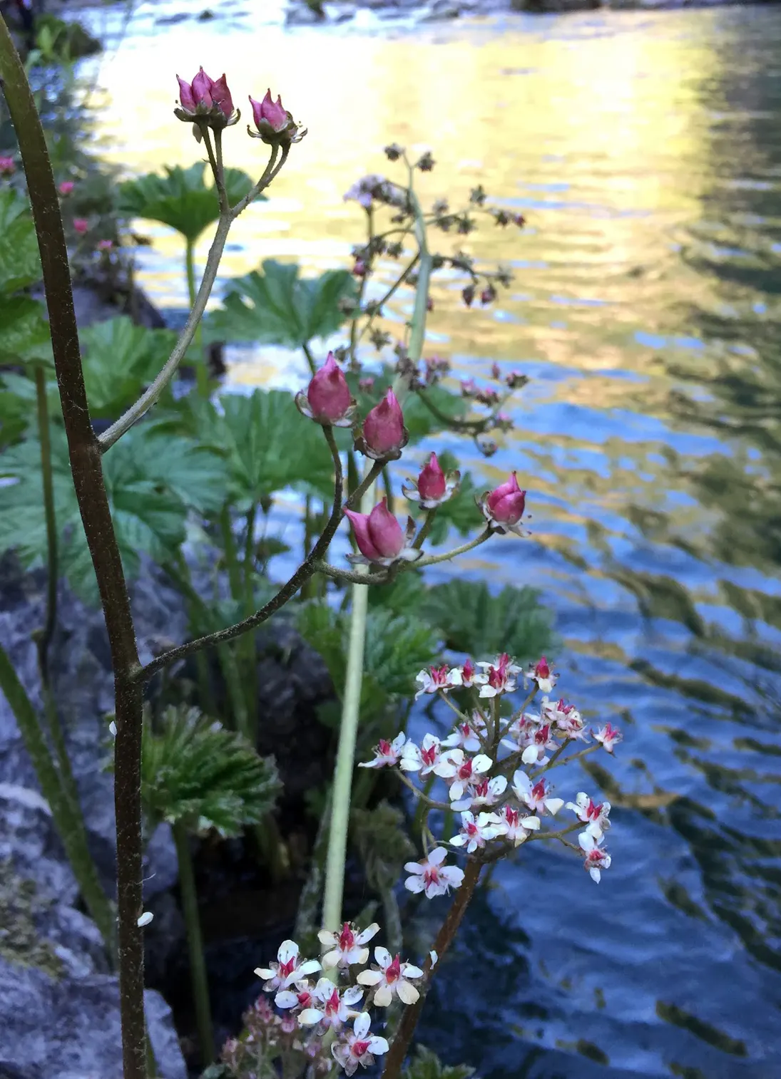Umbrella Plant (Darmera Peltata) — perennial with pink blooms; this ephemeral floral show adds an early interest to the garden, image 80