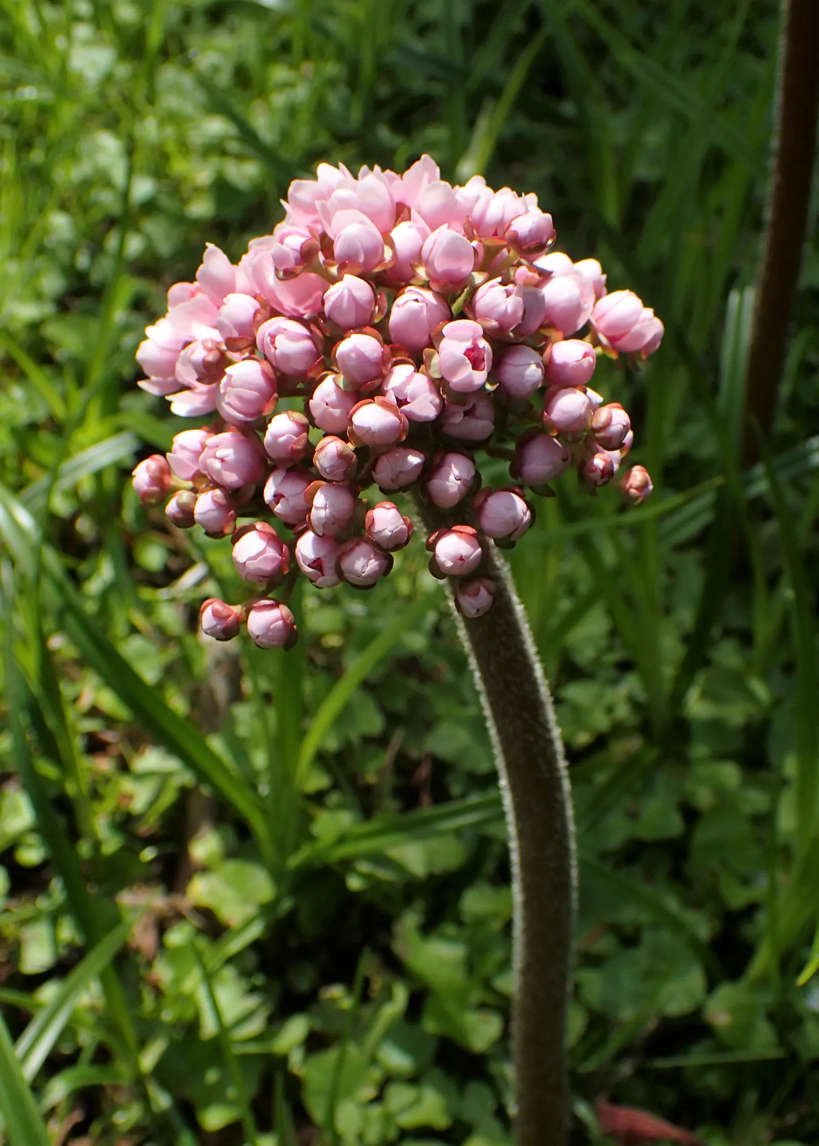 Umbrella Plant (Darmera Peltata) — before the foliage unfurls; this plant is relatively low-maintenance
