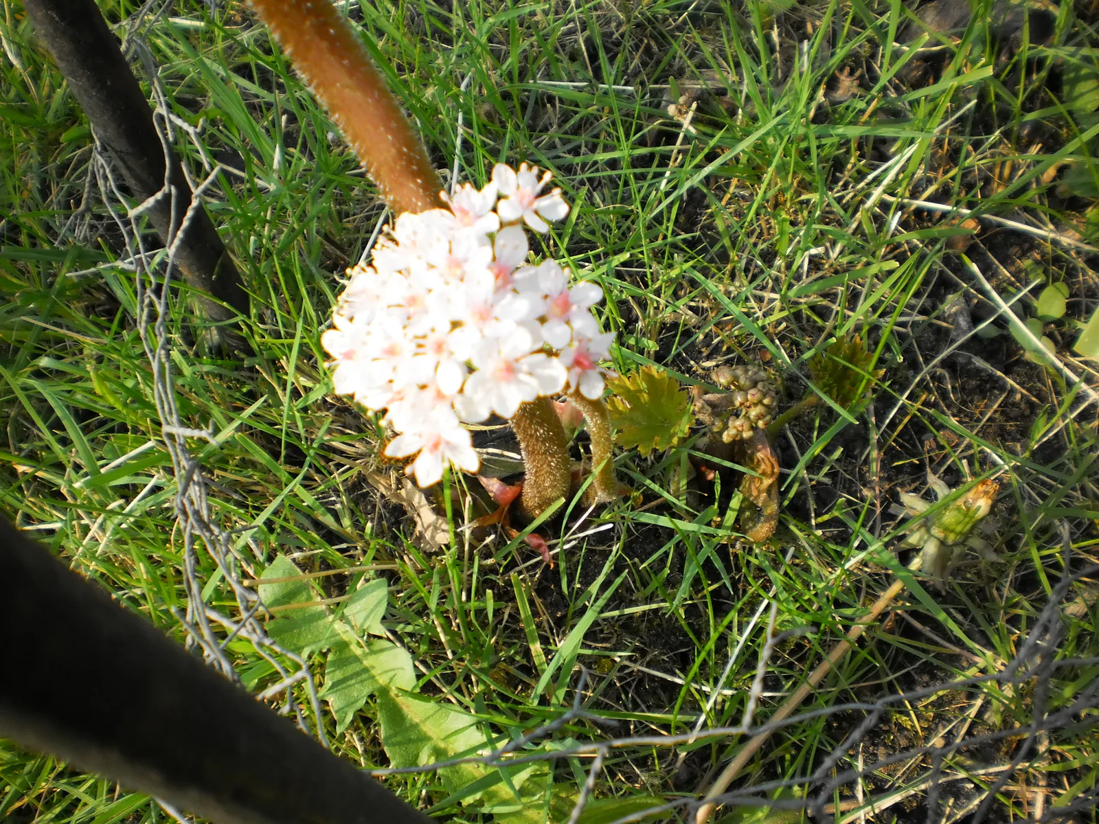 Umbrella Plant (Darmera Peltata) — making it an excellent conversation starter.<br><br>For optimal growth; before the foliage unfurls, image 72