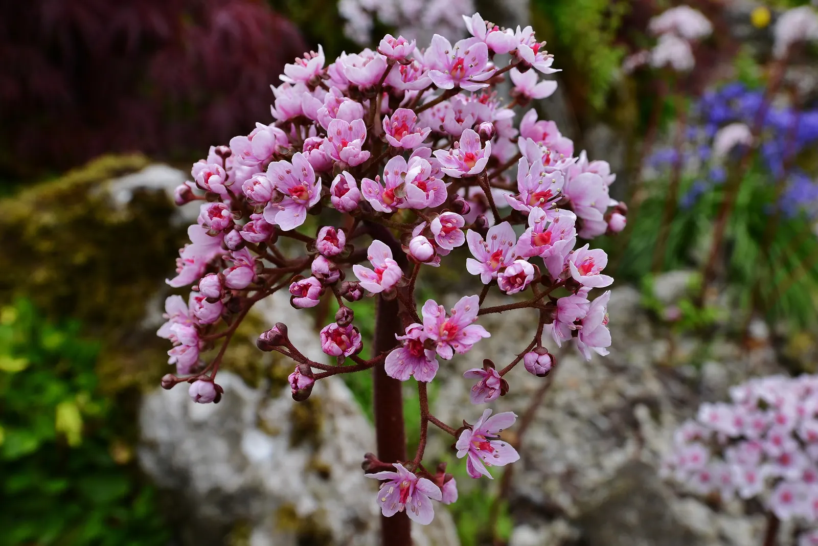 Umbrella Plant (Darmera Peltata) — This perennial thrives in moist, shaded areas, ideal for waterside plantings or damp woodland gardens, image 59