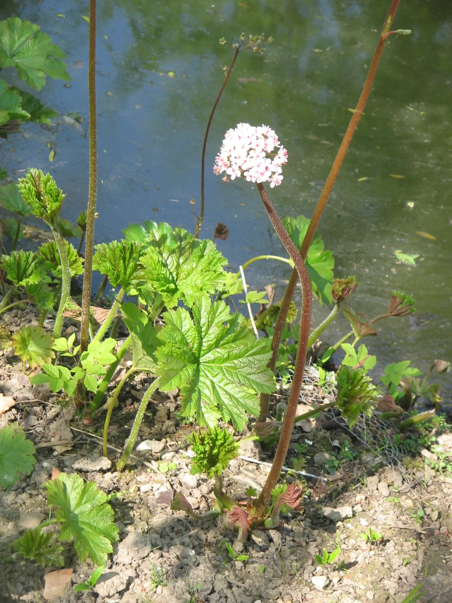 Umbrella Plant (Darmera Peltata) — succulent stems reaching 3-6 feet high