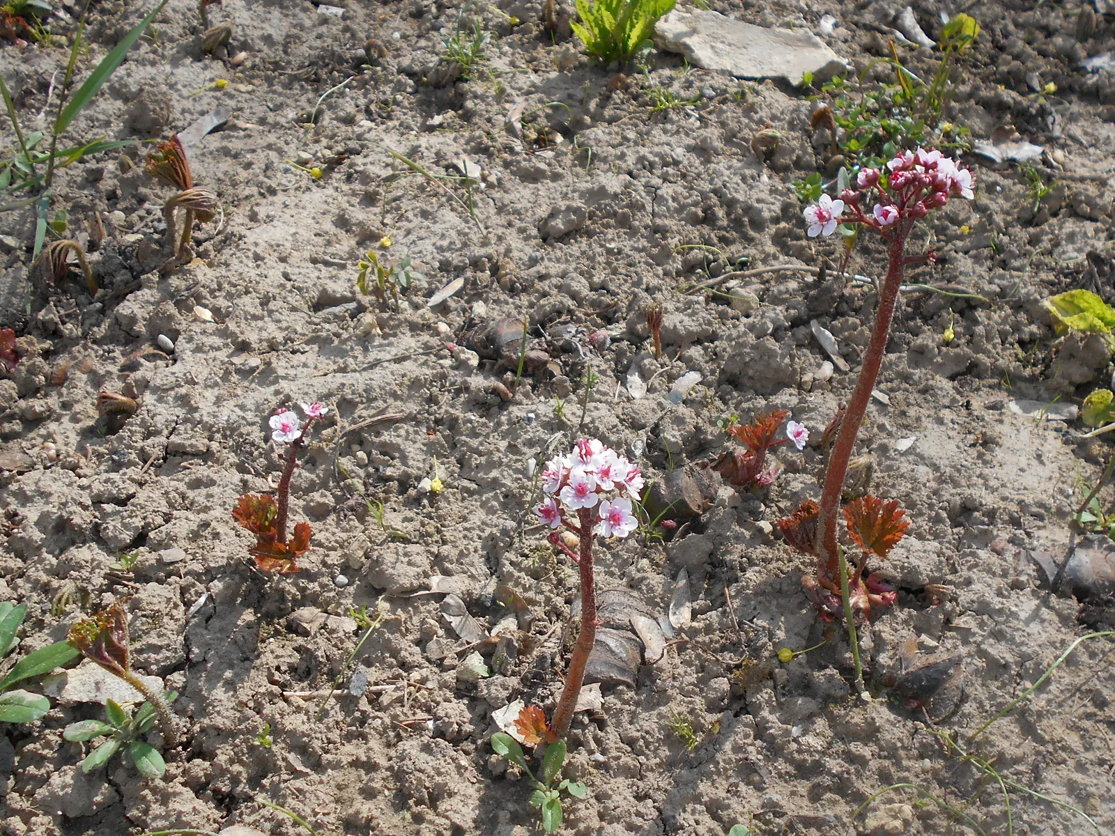 Umbrella Plant (Darmera Peltata) — umbrella-like canopy over the damp soil it prefers; perennial for full or half or shade, image 93