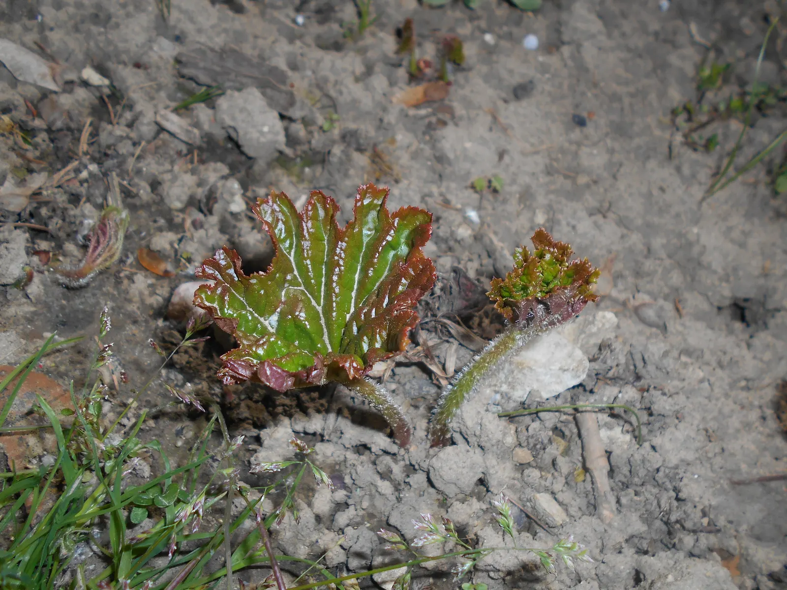 Umbrella Plant (Darmera Peltata) — making it an excellent conversation starter.<br><br>For optimal growth