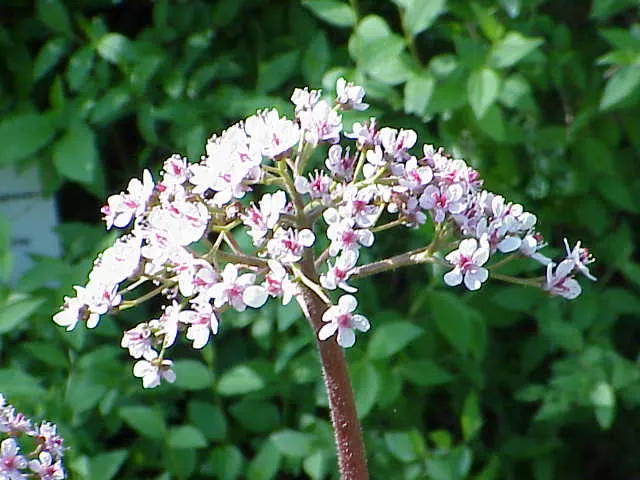Umbrella Plant (Darmera Peltata) — adding both functional and aesthetic value to the landscape